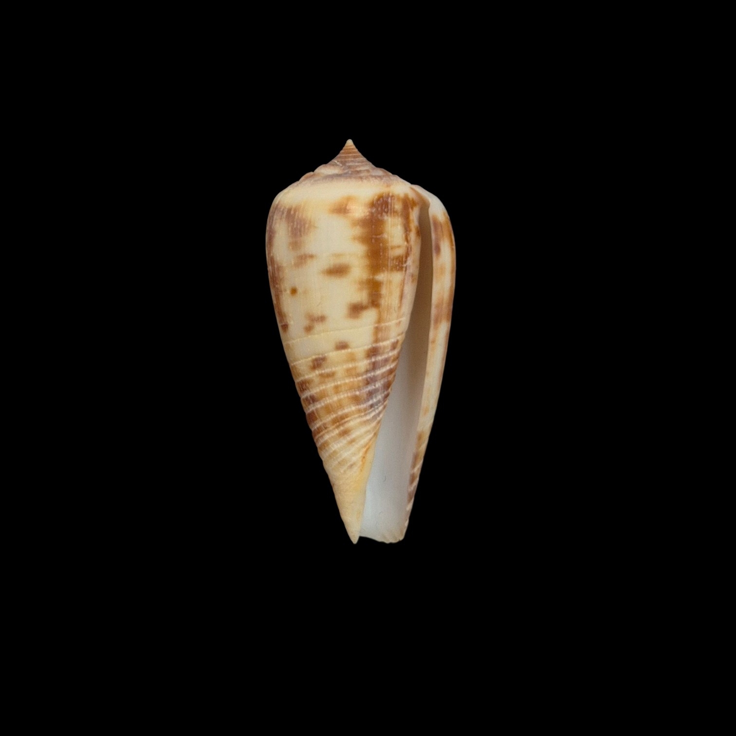 BC516 Conus rokokorum - SELDOM OFFERED - Image 2