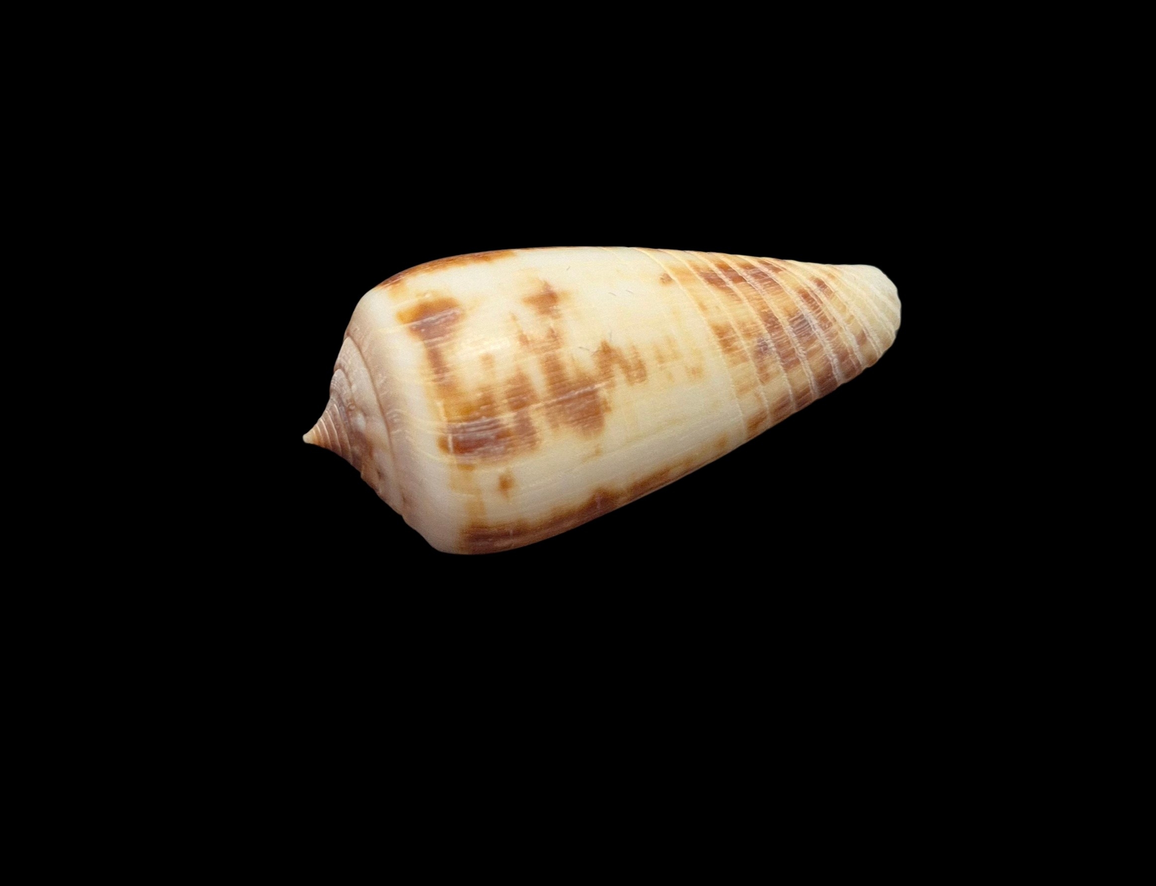 BC516 Conus rokokorum - SELDOM OFFERED - Image 3