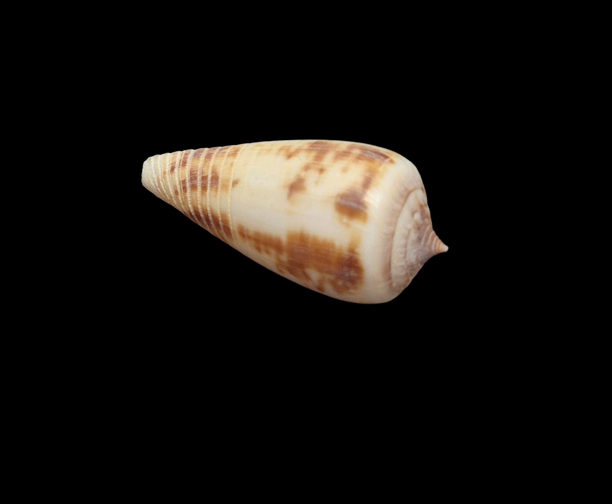 BC516 Conus rokokorum - SELDOM OFFERED - Image 4