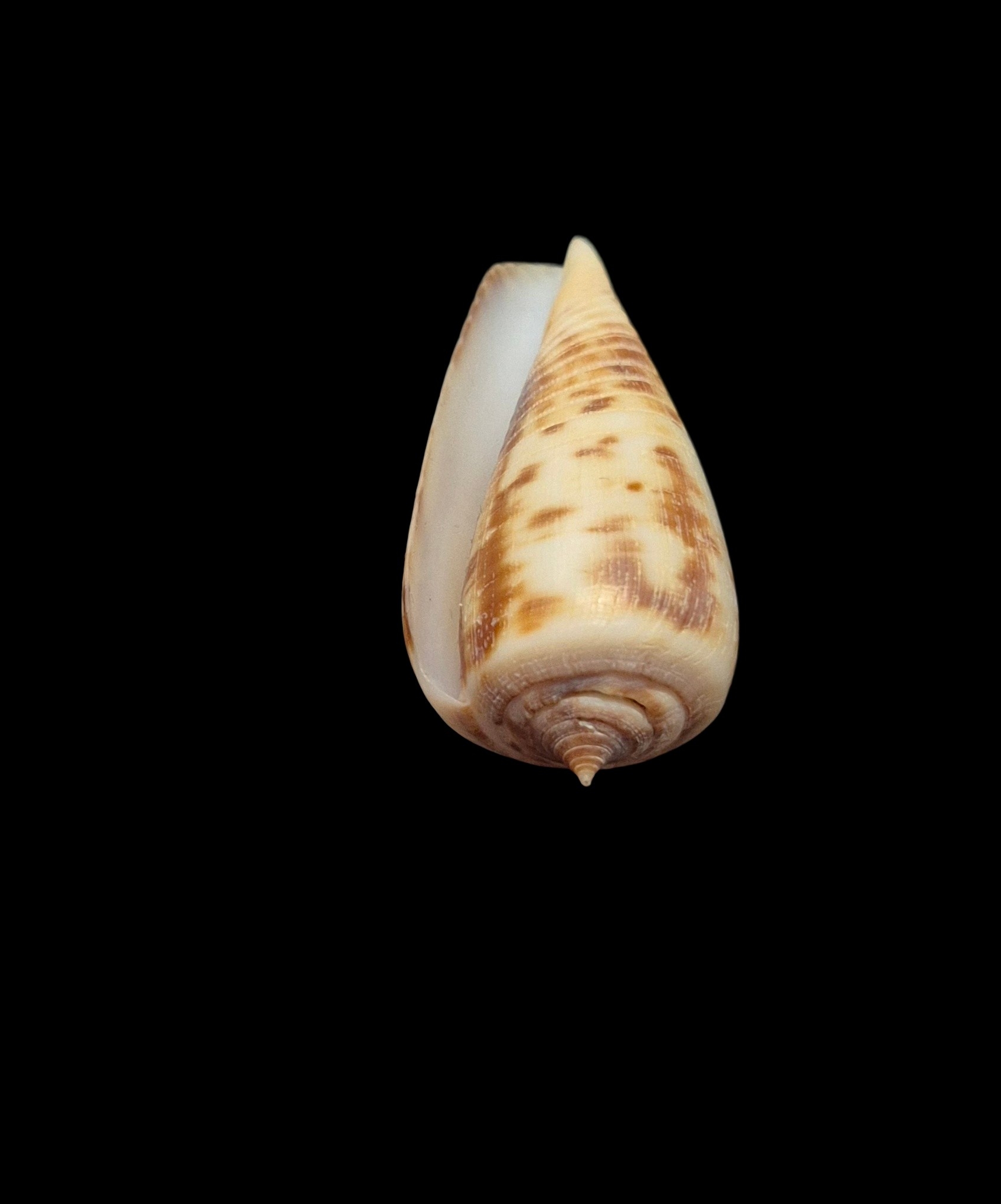BC516 Conus rokokorum - SELDOM OFFERED - Image 5