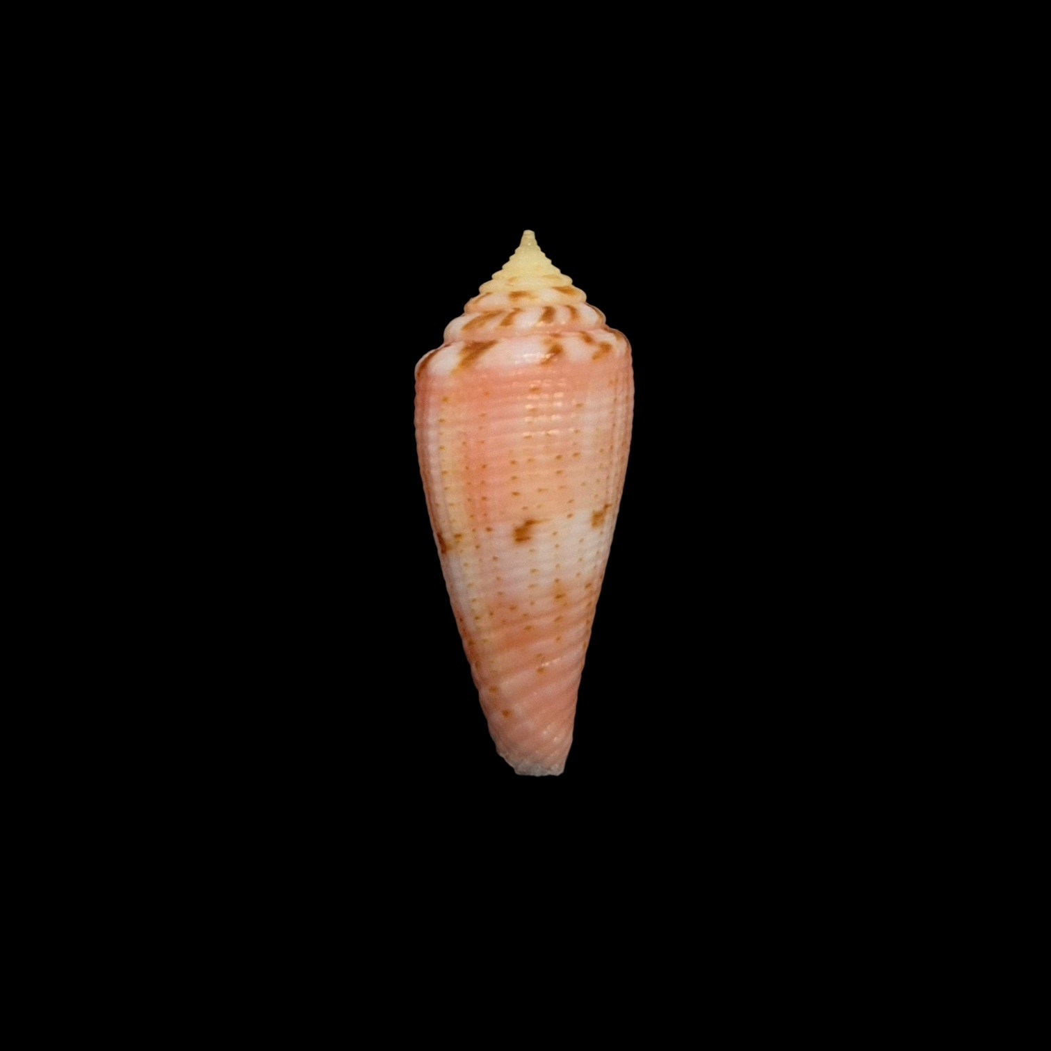 BC526 Conus granulatus w/o - Image 2