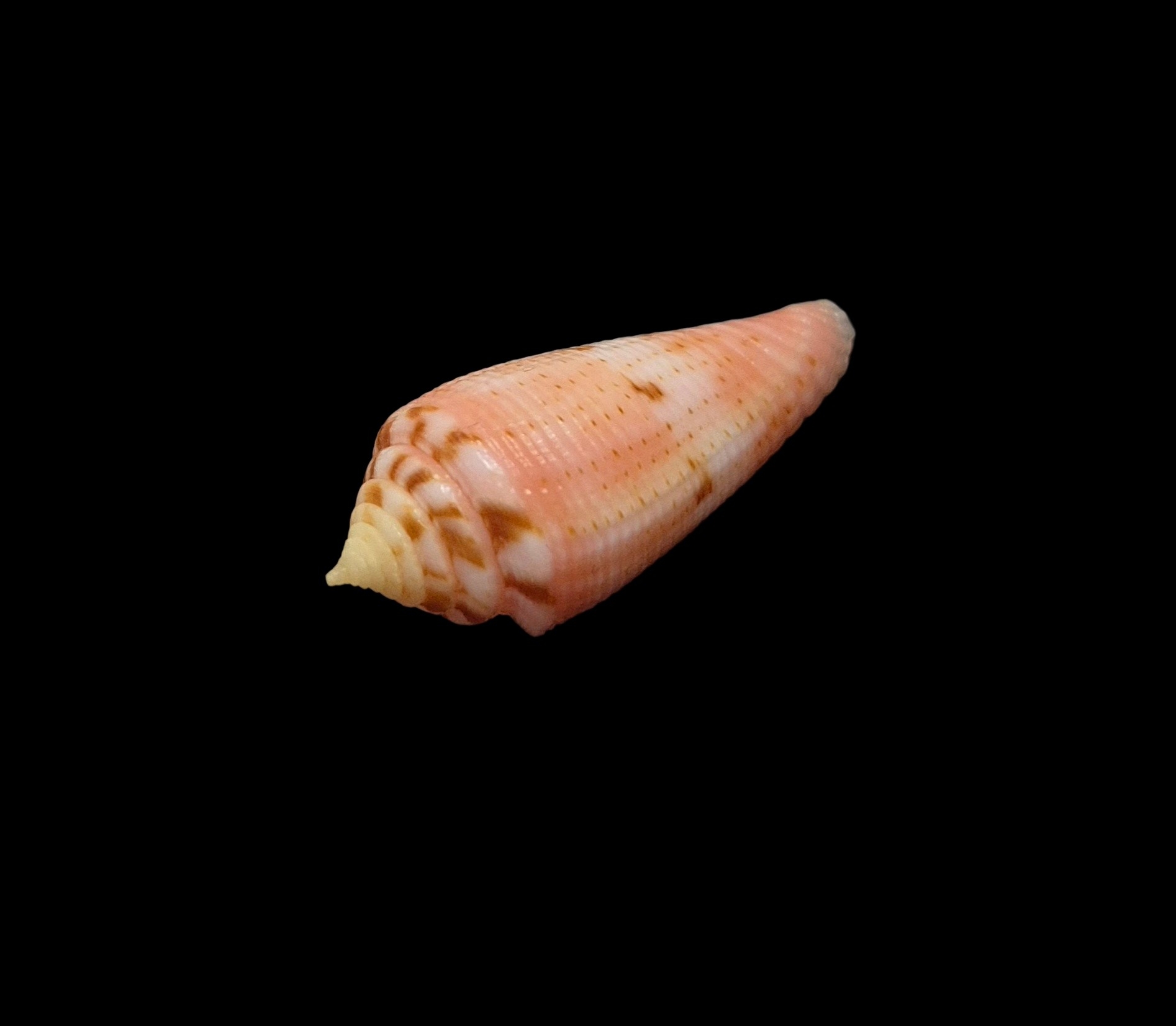 BC526 Conus granulatus w/o - Image 3
