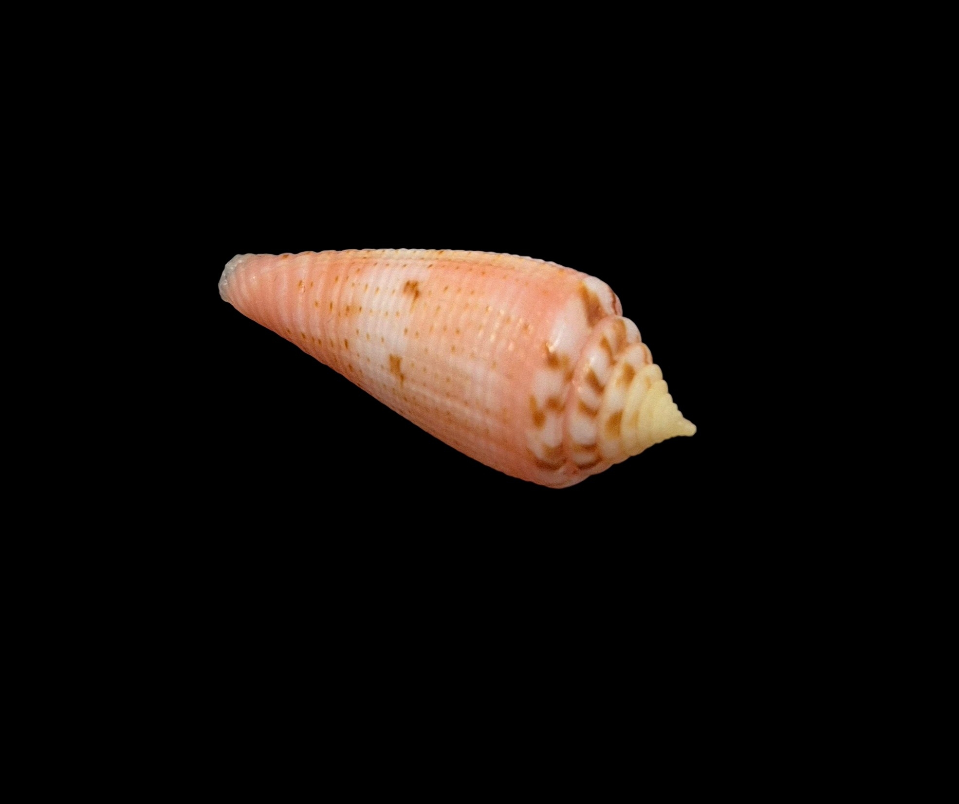 BC526 Conus granulatus w/o - Image 4