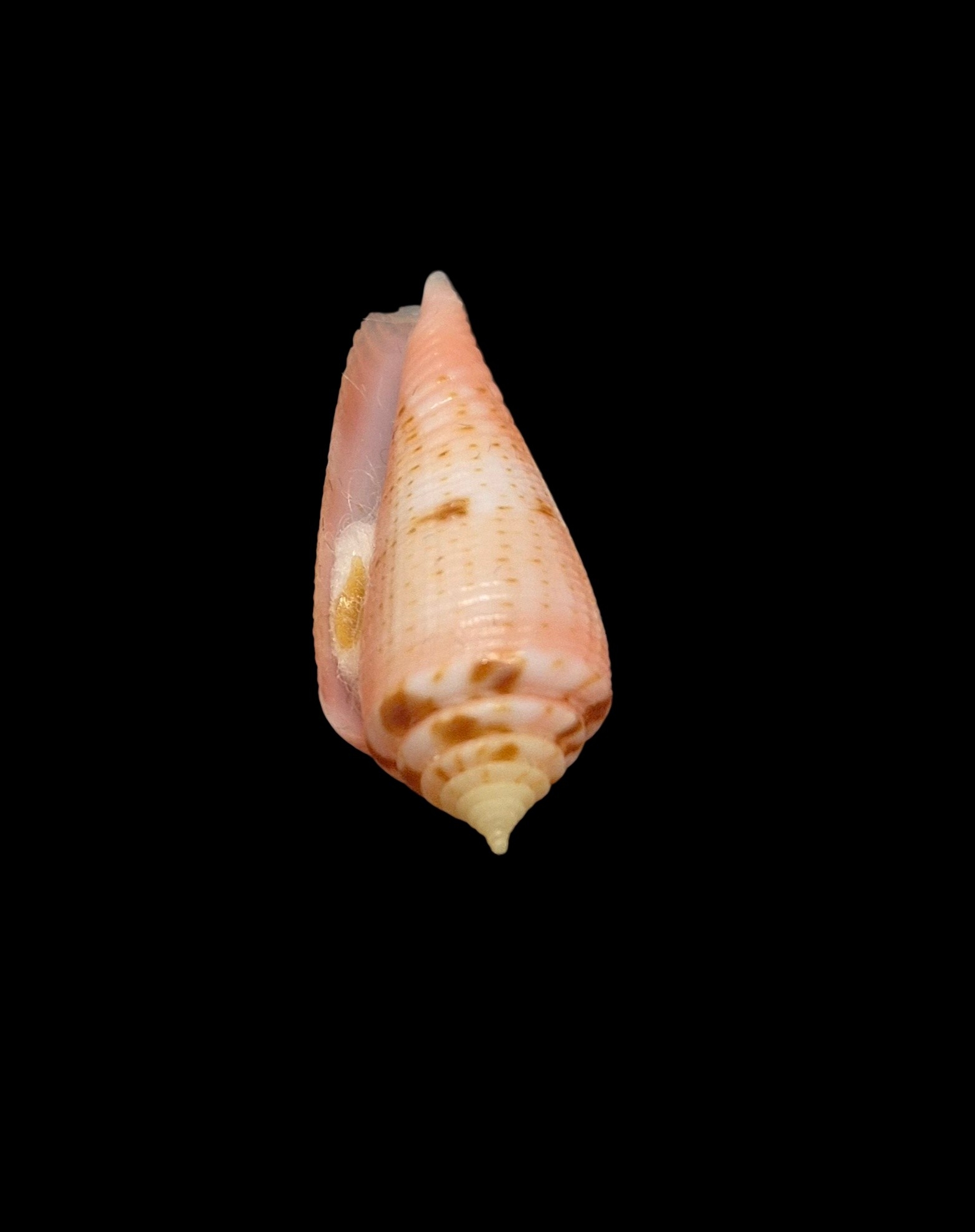 BC526 Conus granulatus w/o - Image 5