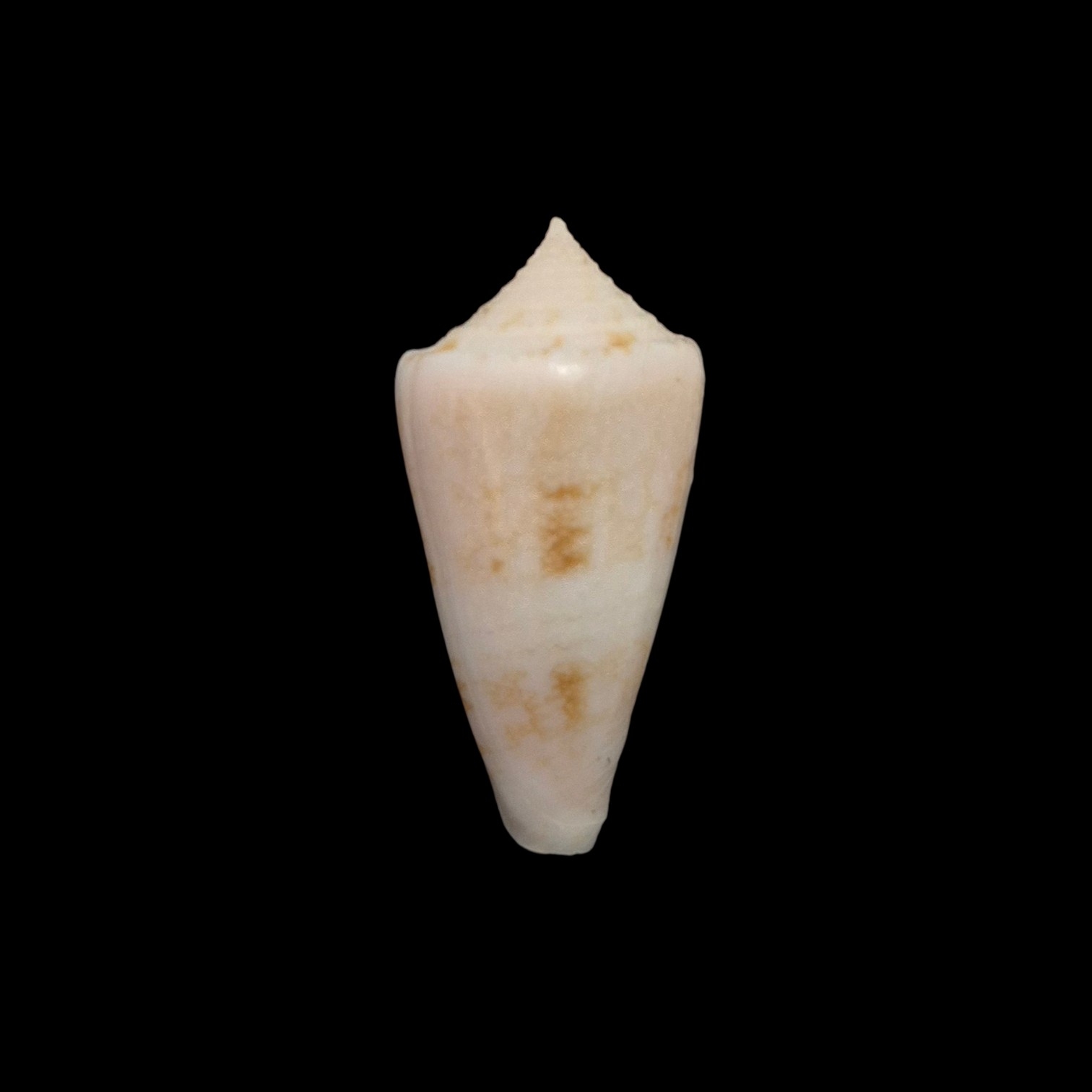BC513 Conus glorioceanus w/o - Image 2