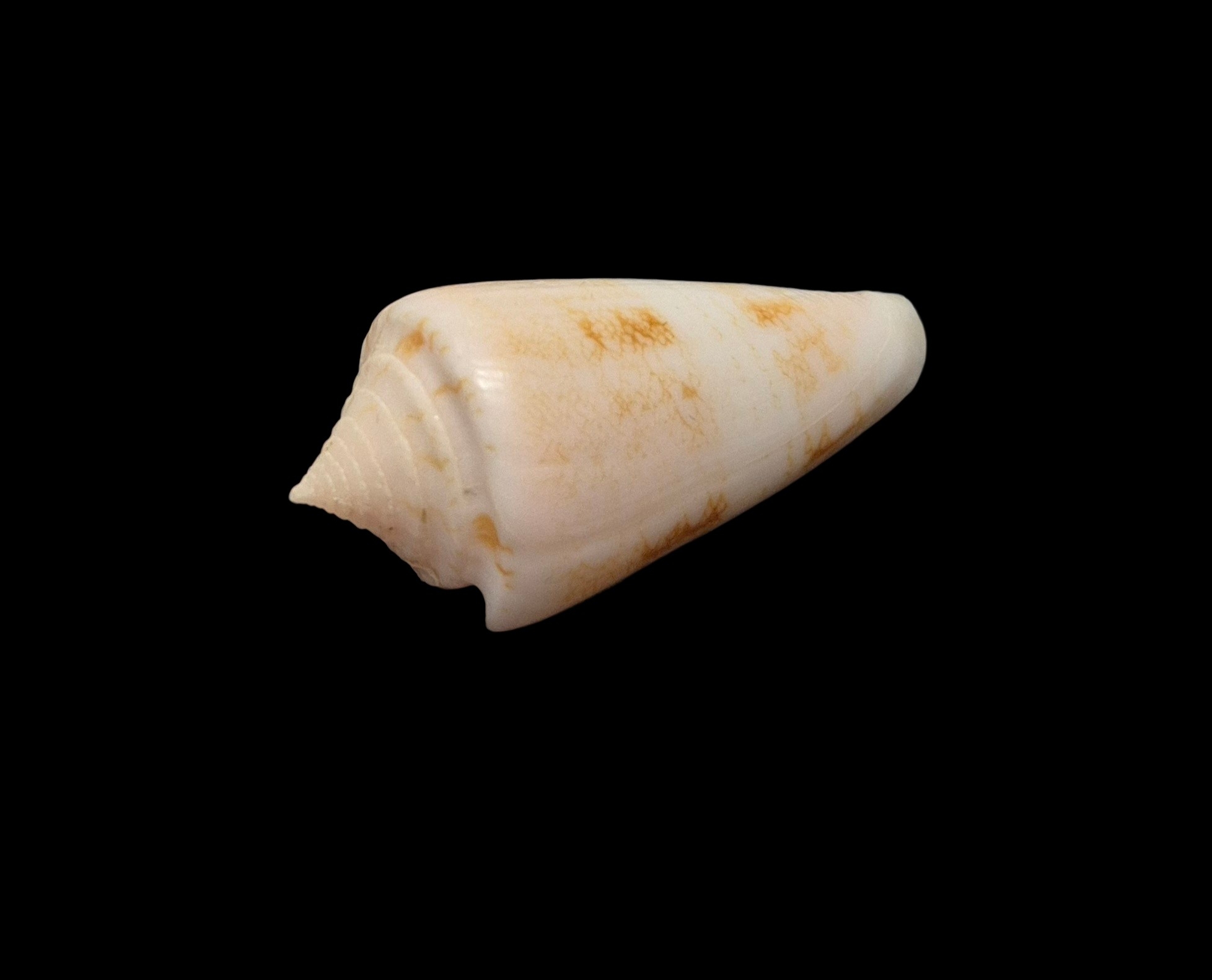 BC513 Conus glorioceanus w/o - Image 3