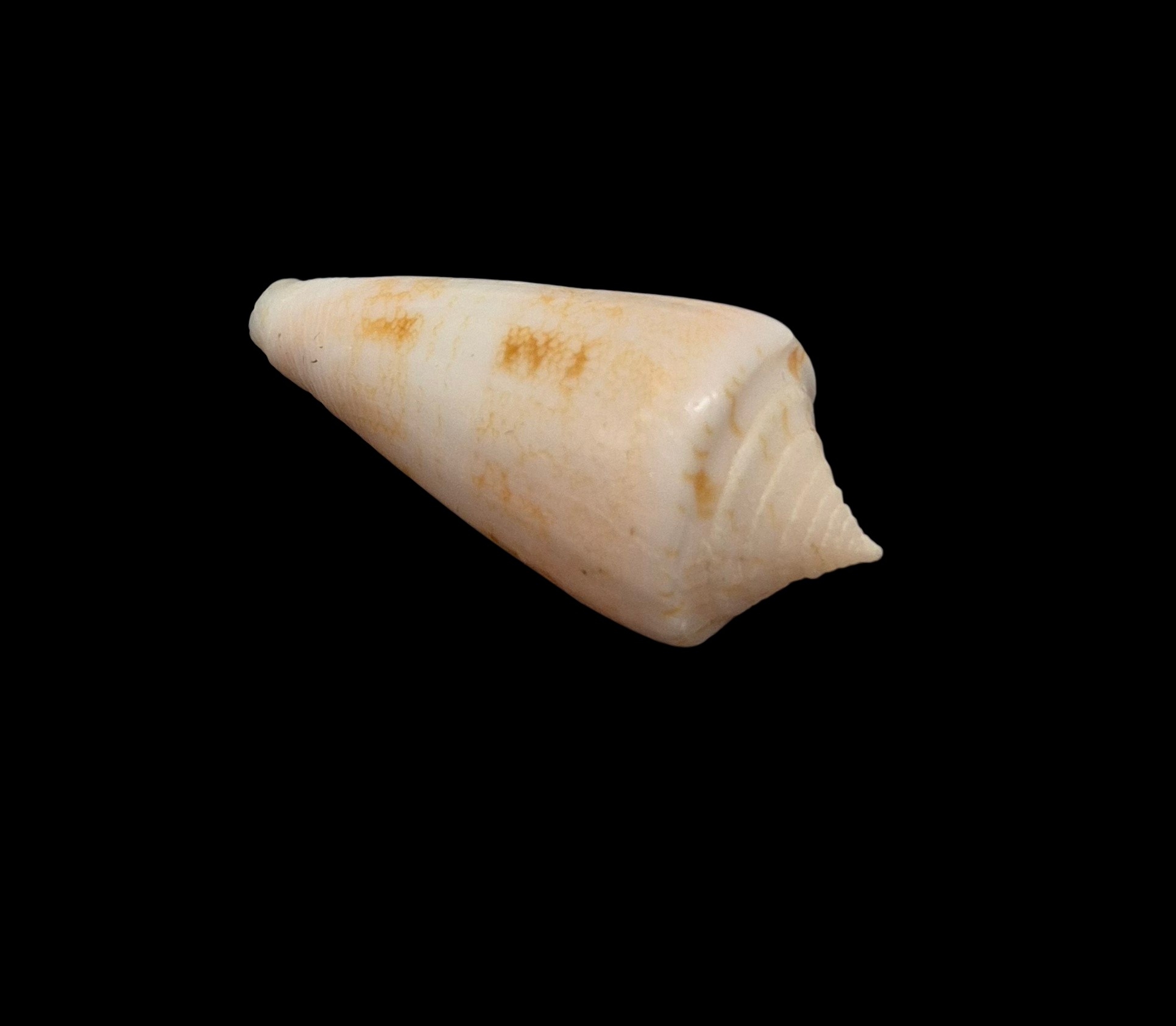 BC513 Conus glorioceanus w/o - Image 4