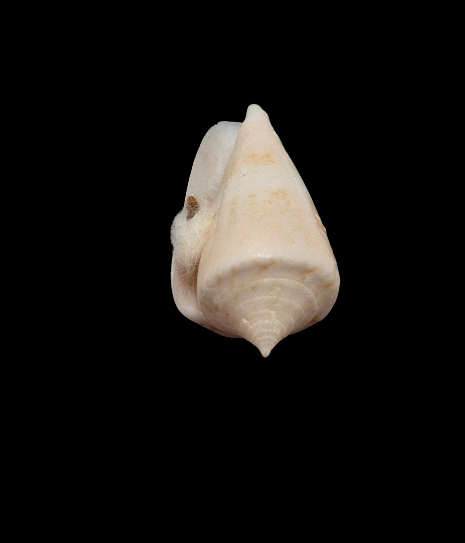 BC513 Conus glorioceanus w/o - Image 5