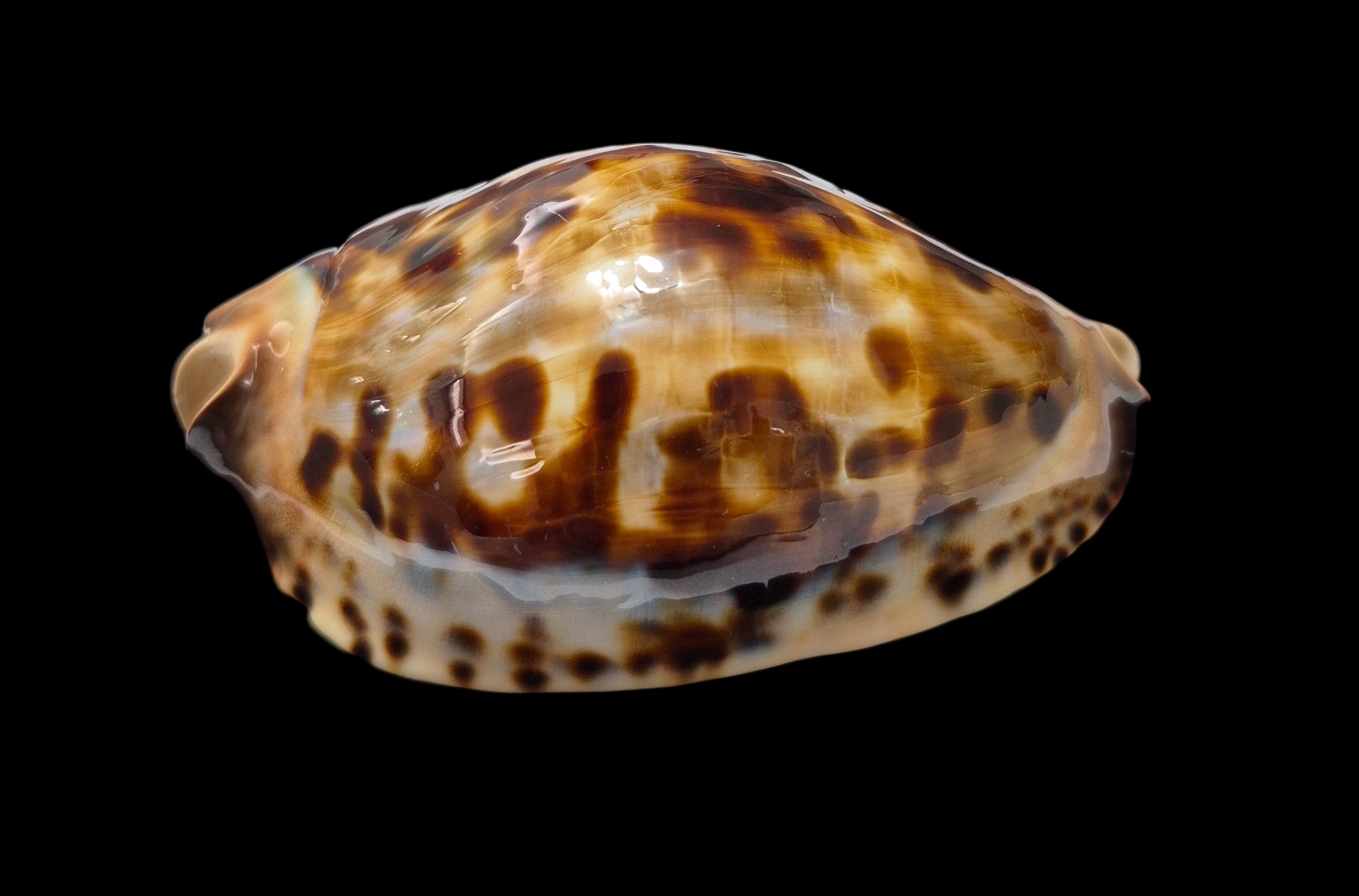 BC535 Zoila friendii thalamega - WHITE BASE - Image 3