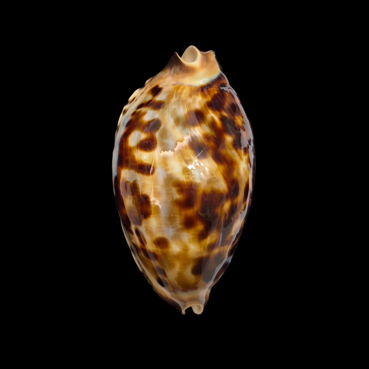 BC535 Zoila friendii thalamega - WHITE BASE - Image 2