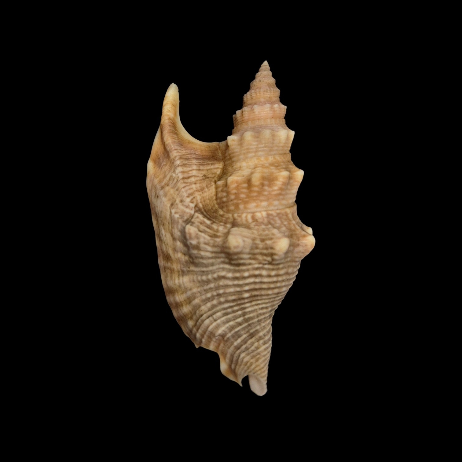 BC534 Euprotomus hawaiiensis w/o - LIVE TAKEN!