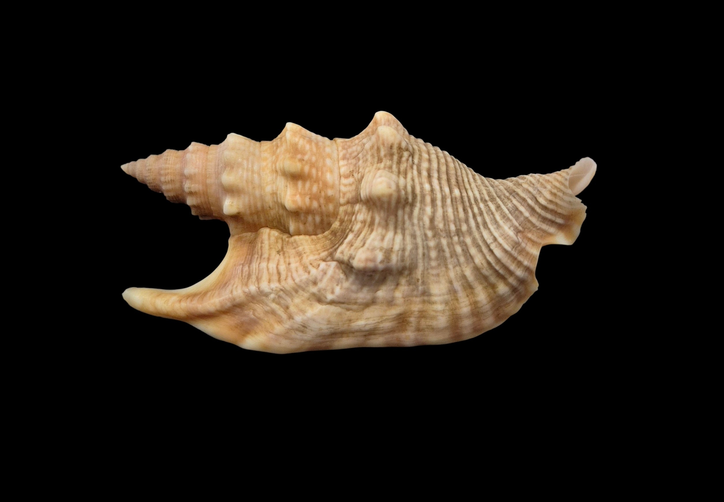 BC534 Euprotomus hawaiiensis w/o - LIVE TAKEN! - Image 3