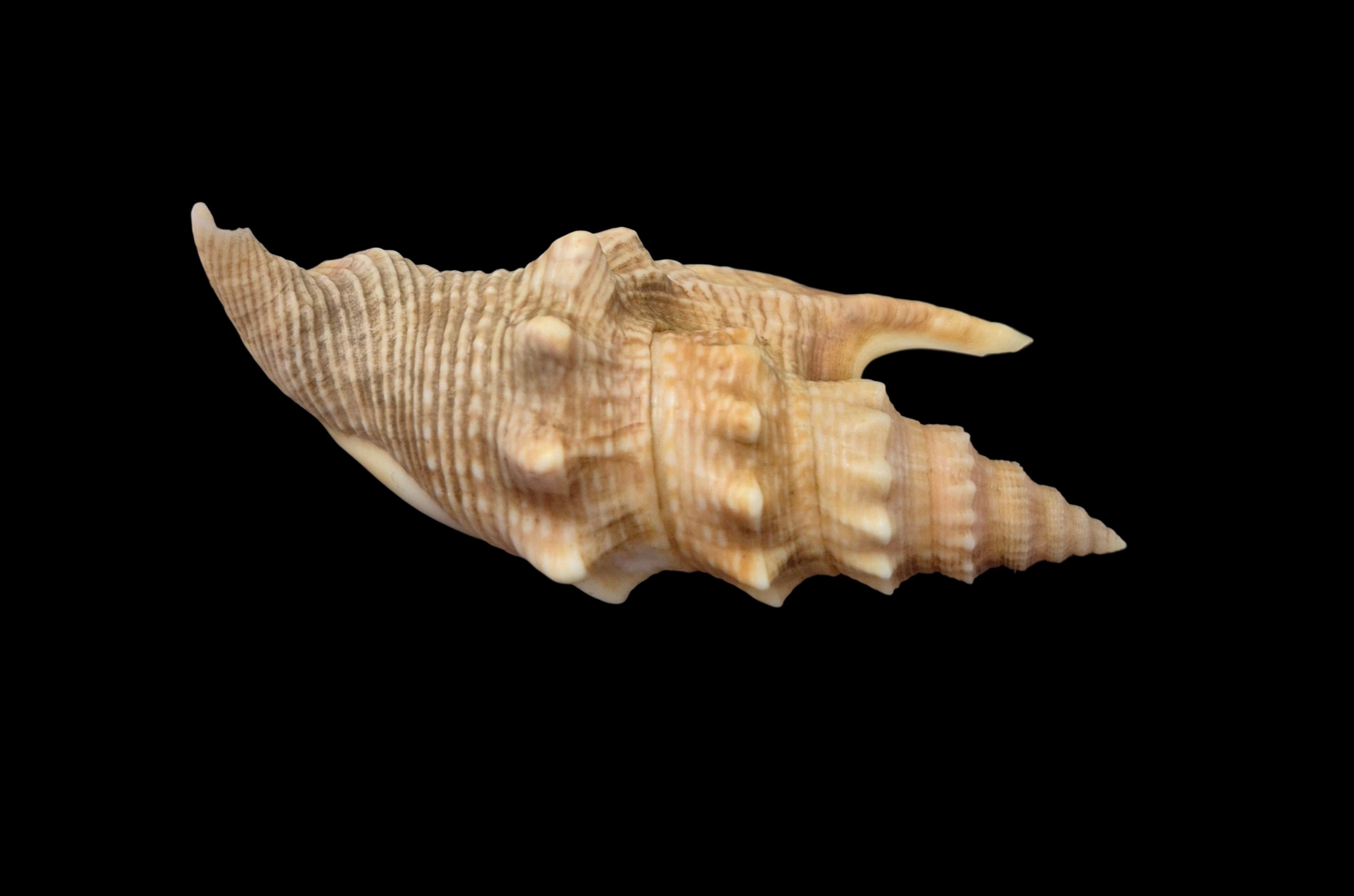 BC534 Euprotomus hawaiiensis w/o - LIVE TAKEN! - Image 4