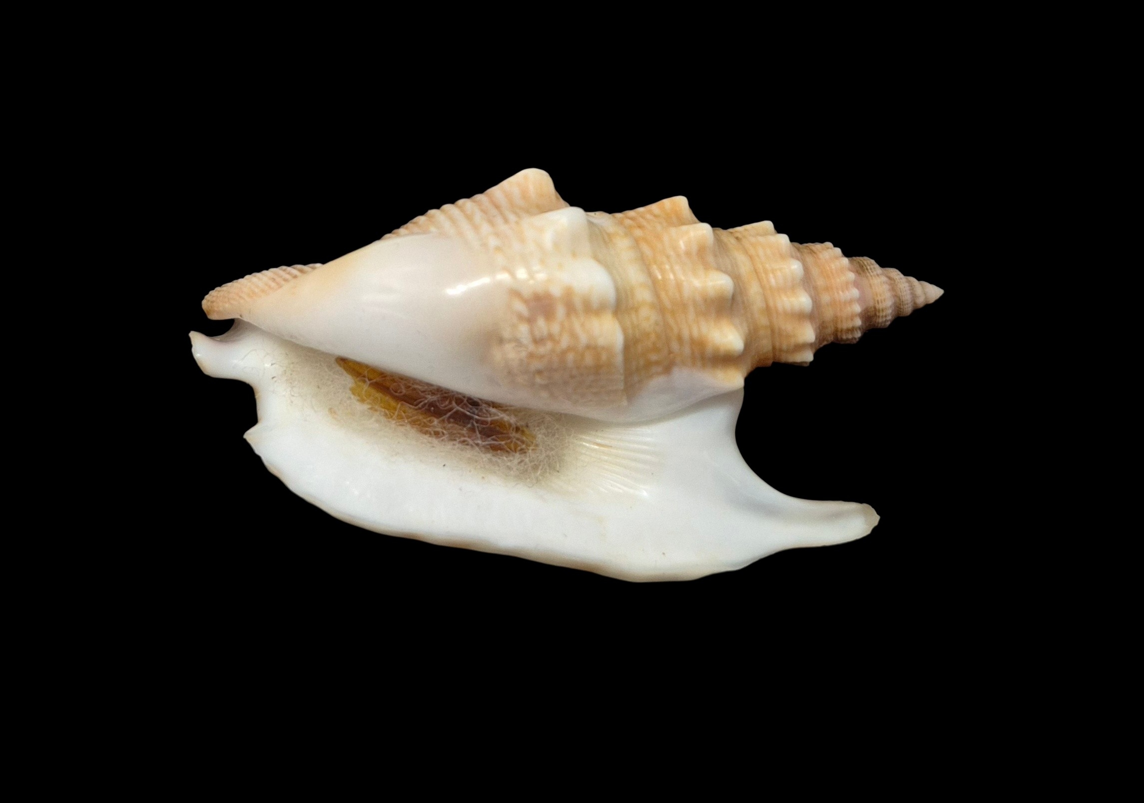 BC534 Euprotomus hawaiiensis w/o - LIVE TAKEN! - Image 5