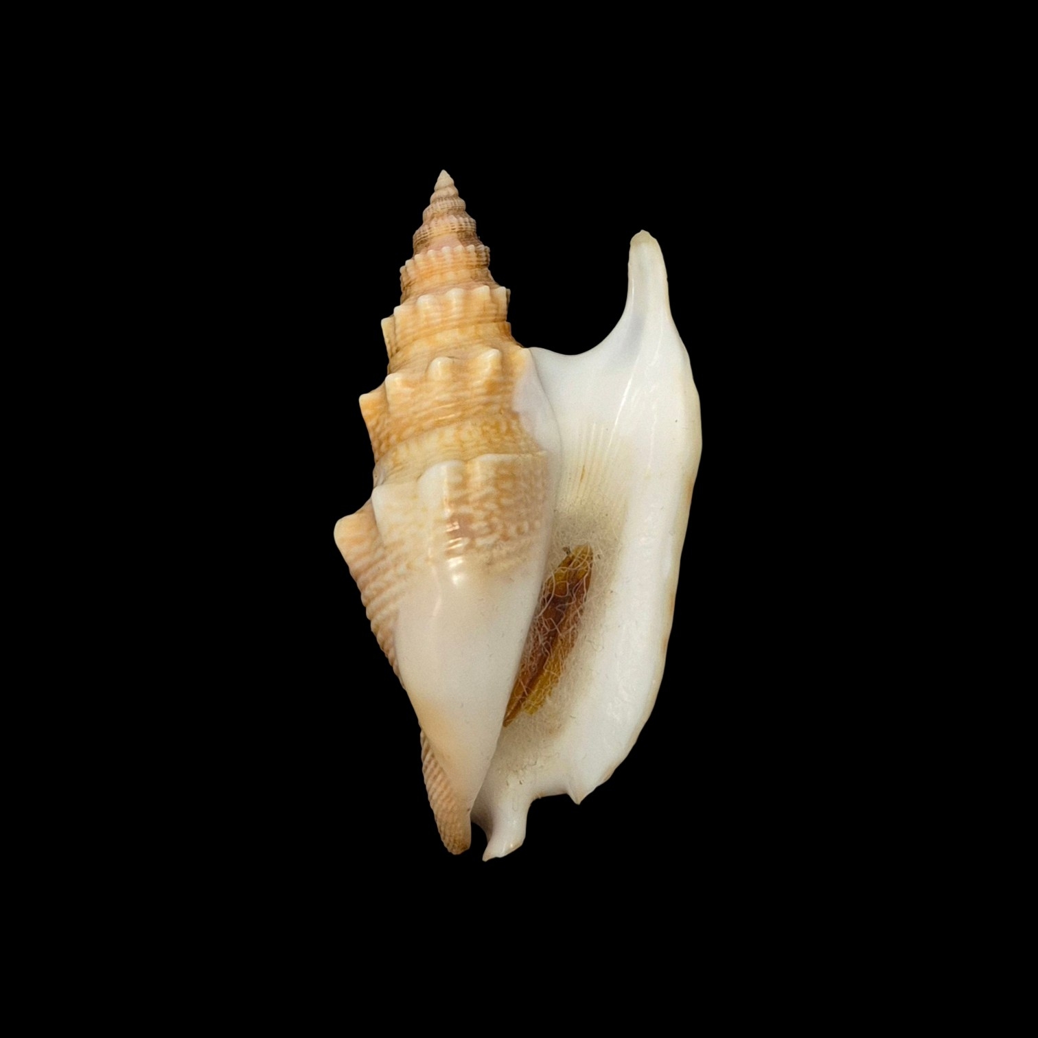 BC534 Euprotomus hawaiiensis w/o - LIVE TAKEN! - Image 2