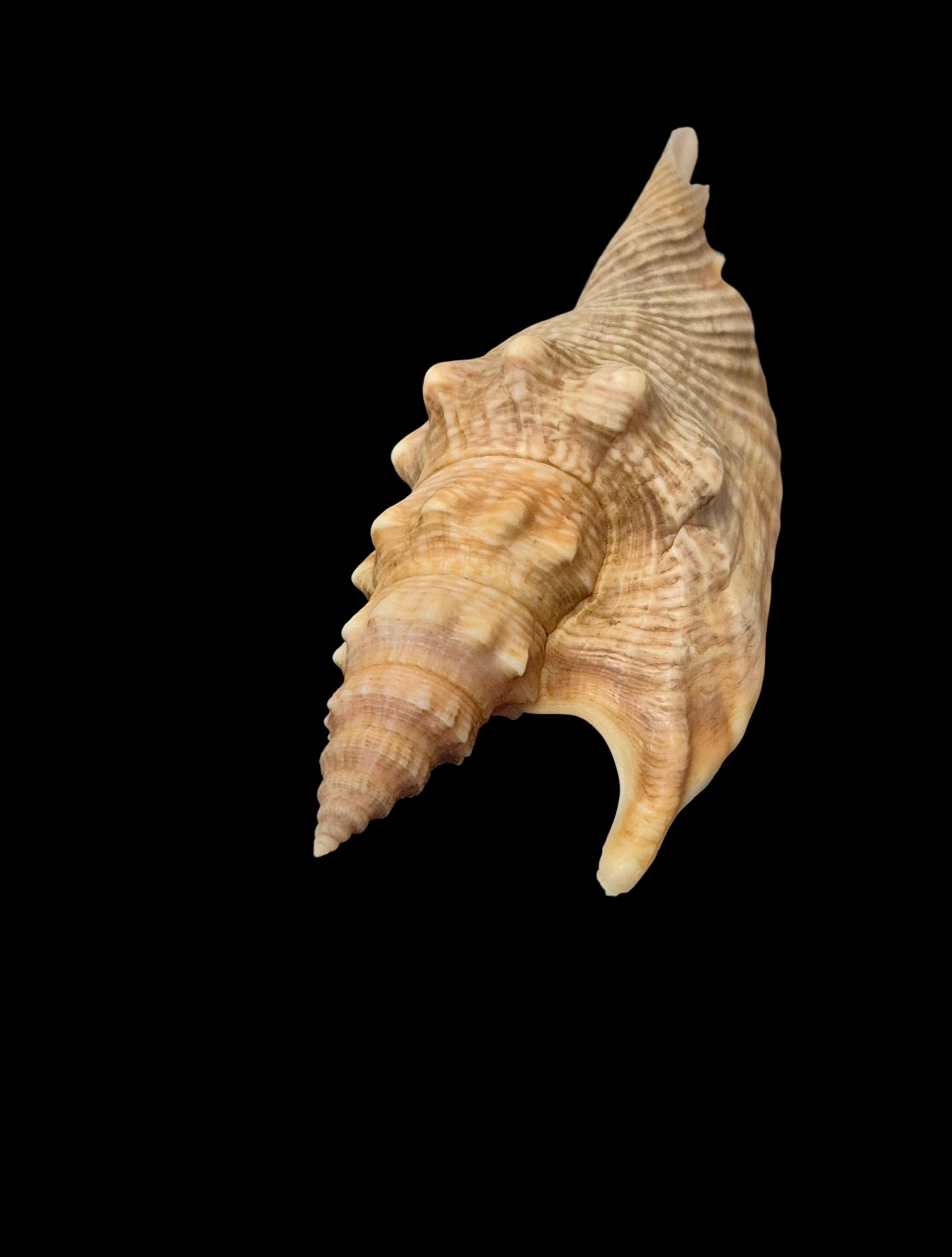 BC534 Euprotomus hawaiiensis w/o - LIVE TAKEN! - Image 6