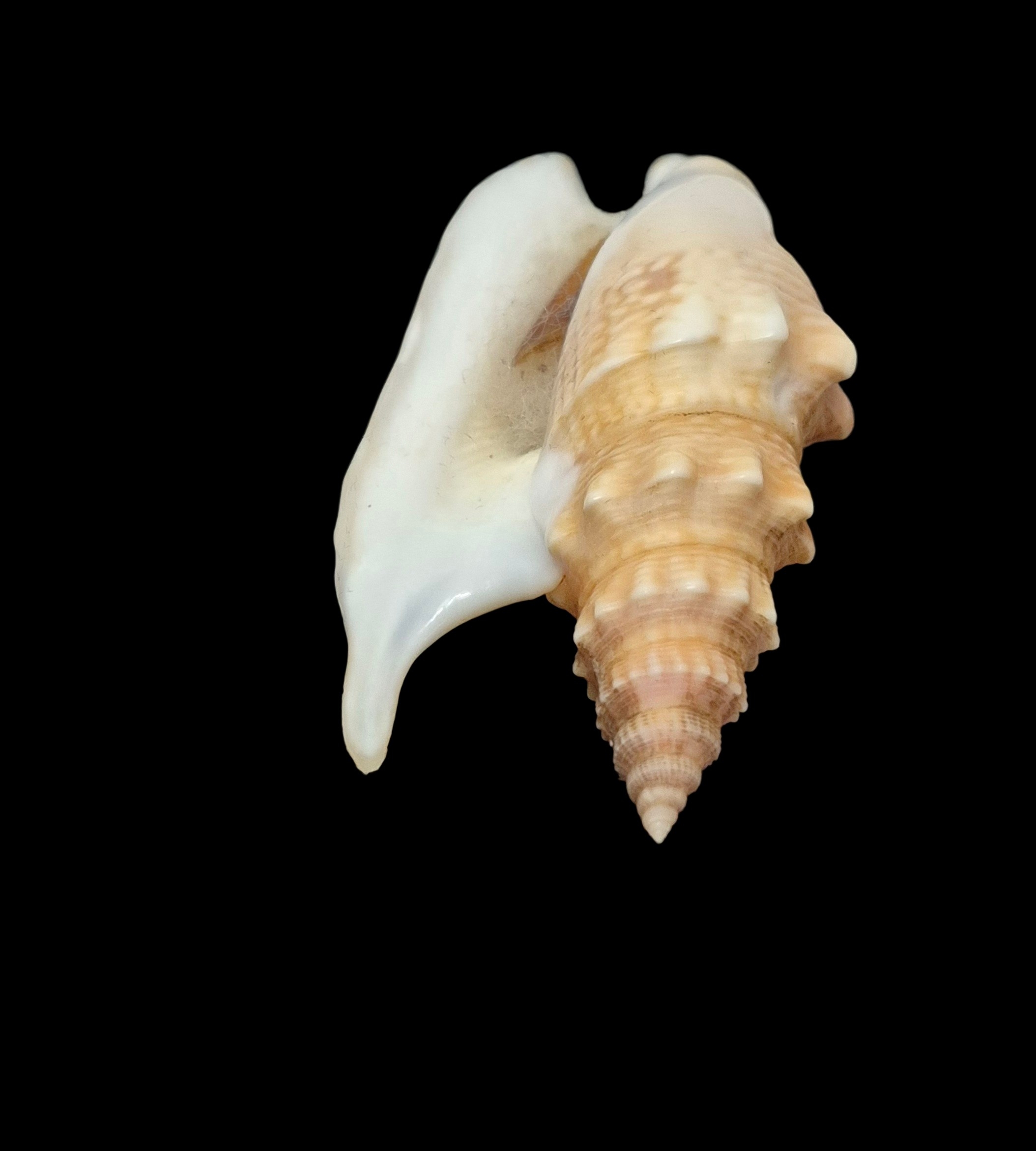 BC534 Euprotomus hawaiiensis w/o - LIVE TAKEN! - Image 7