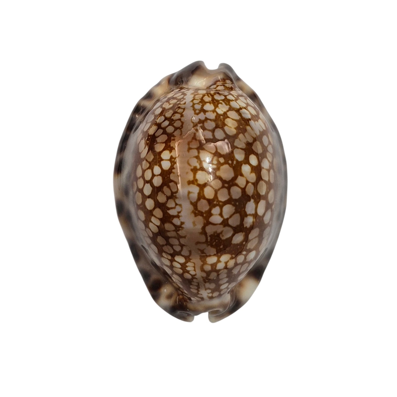 BC537 Mauritia maculifera hawaiiensis