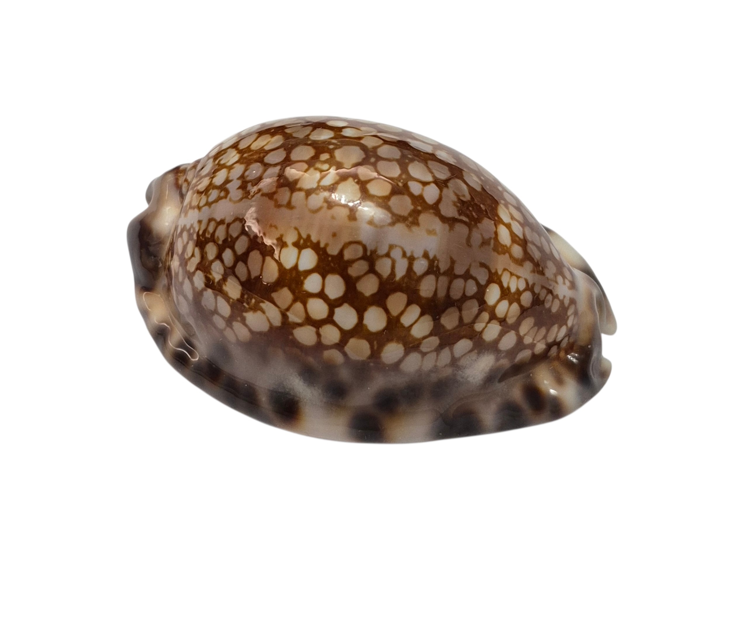 BC537 Mauritia maculifera hawaiiensis - Image 2