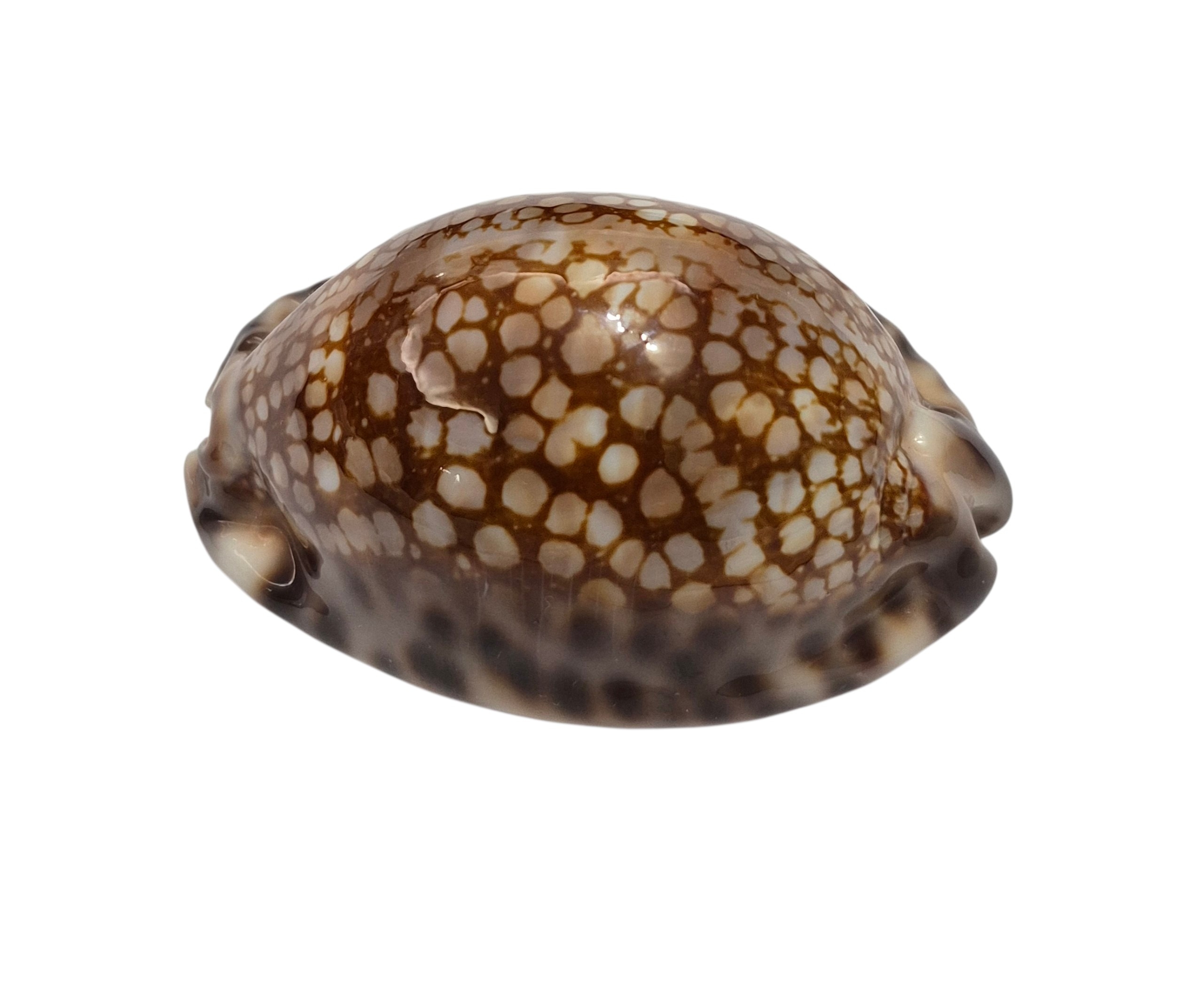 BC537 Mauritia maculifera hawaiiensis - Image 3