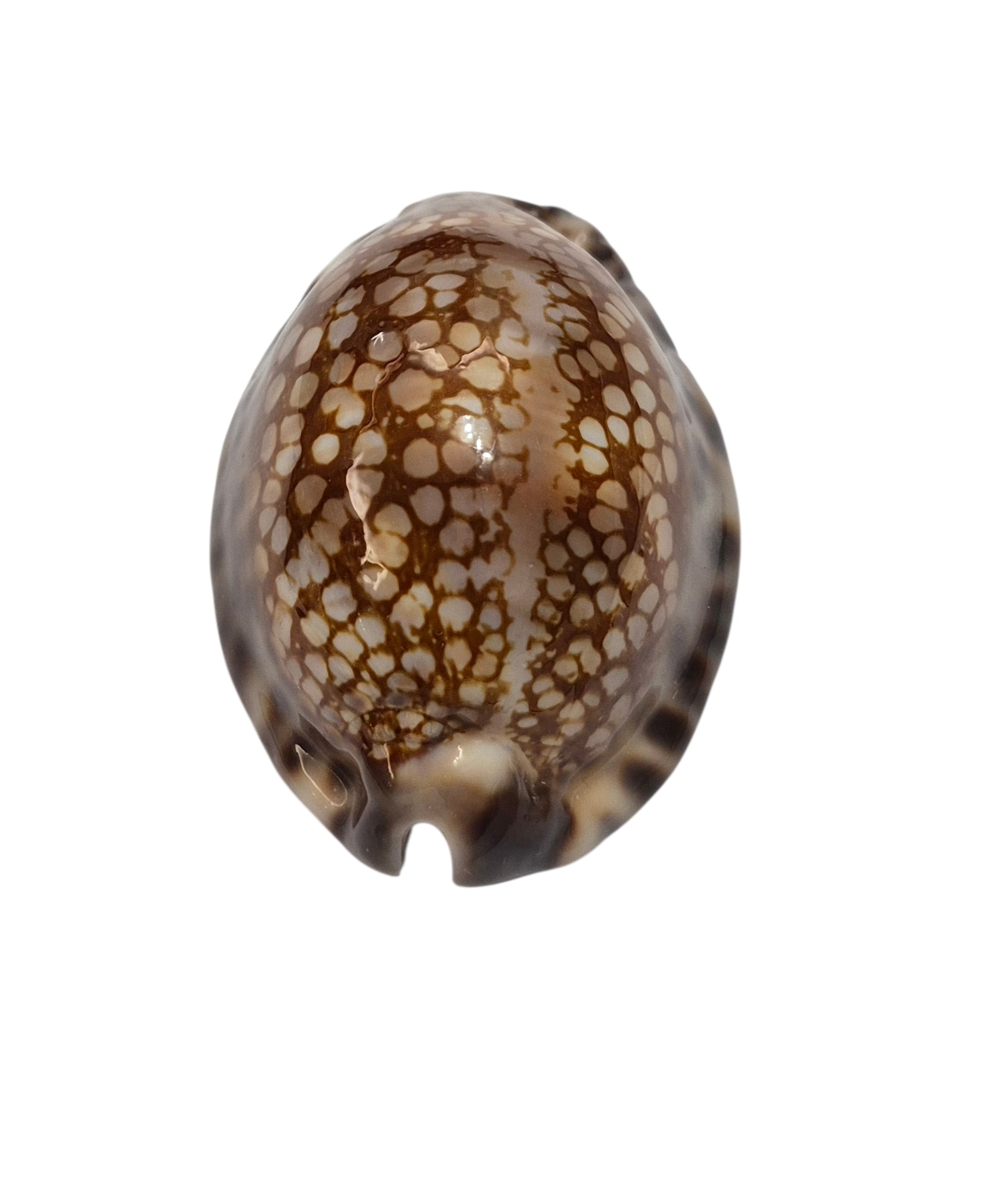BC537 Mauritia maculifera hawaiiensis - Image 4