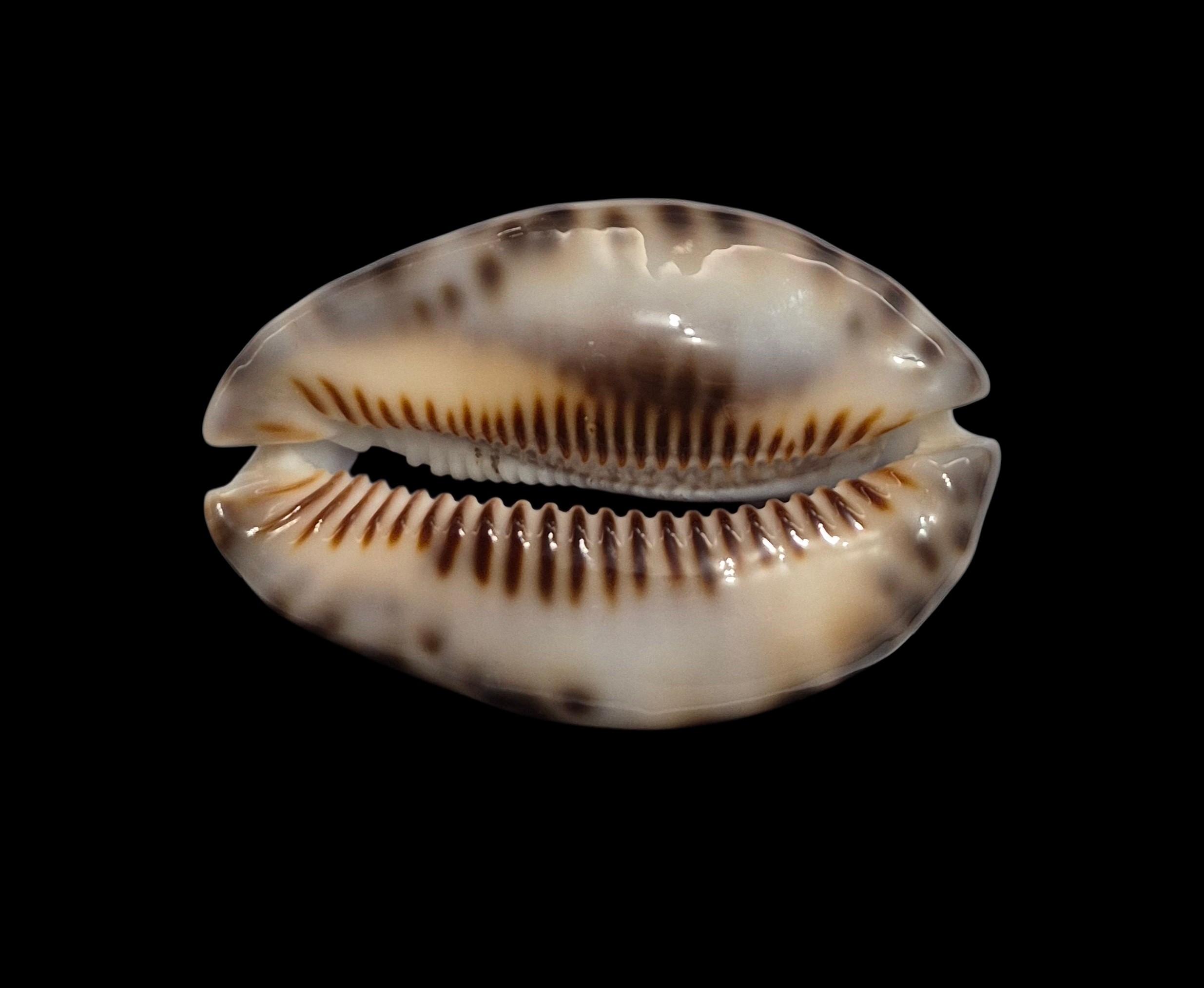 BC537 Mauritia maculifera hawaiiensis - Image 5