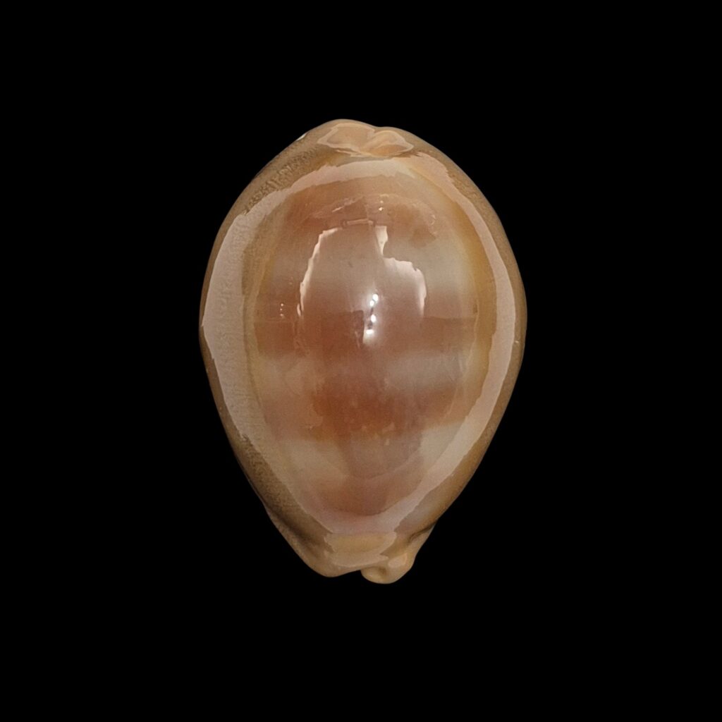 BC541 Lyncina sulcidentata - BIG SIZE