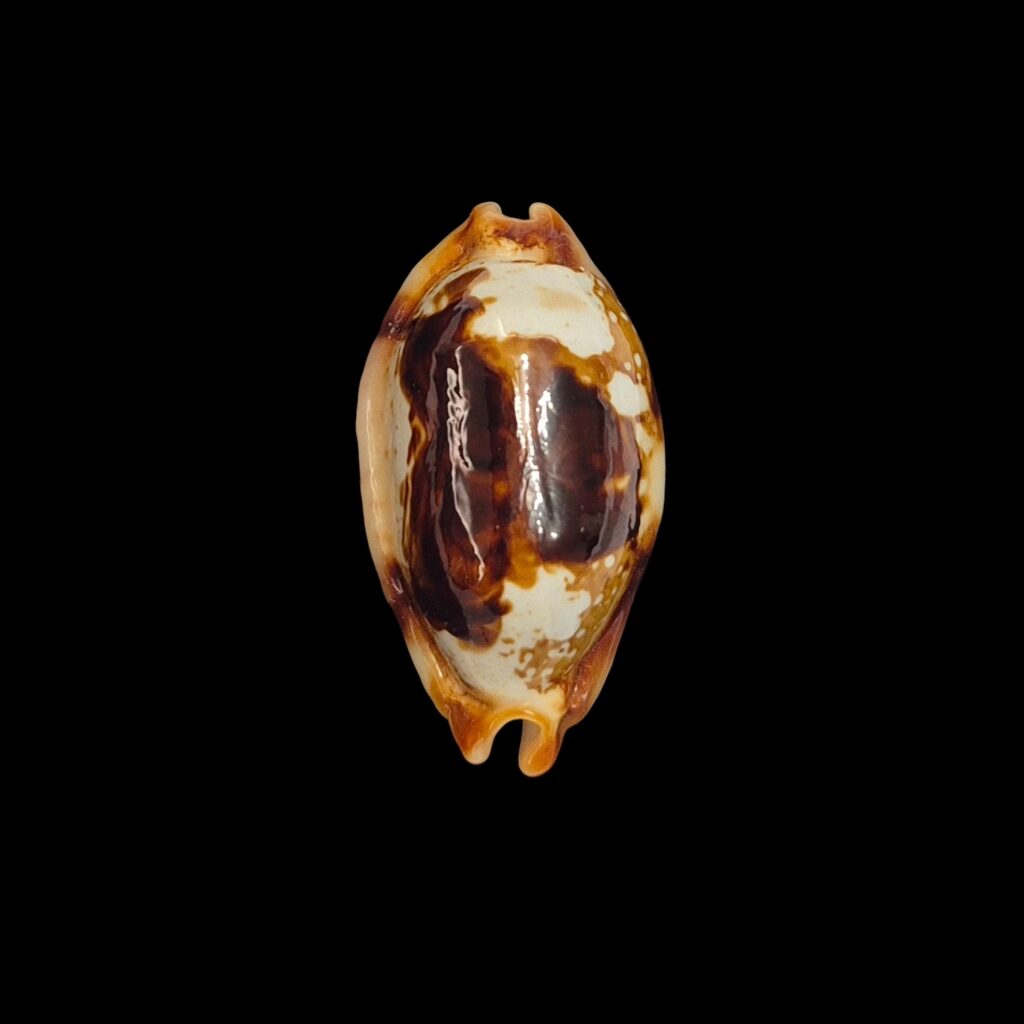 BC542 Bistolida stolida crossei - N.R.