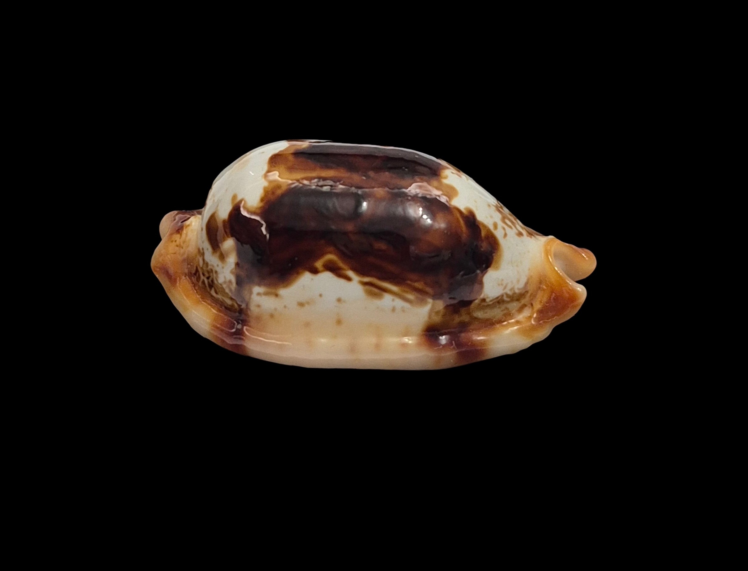 BC542 Bistolida stolida crossei - N.R. - Image 4