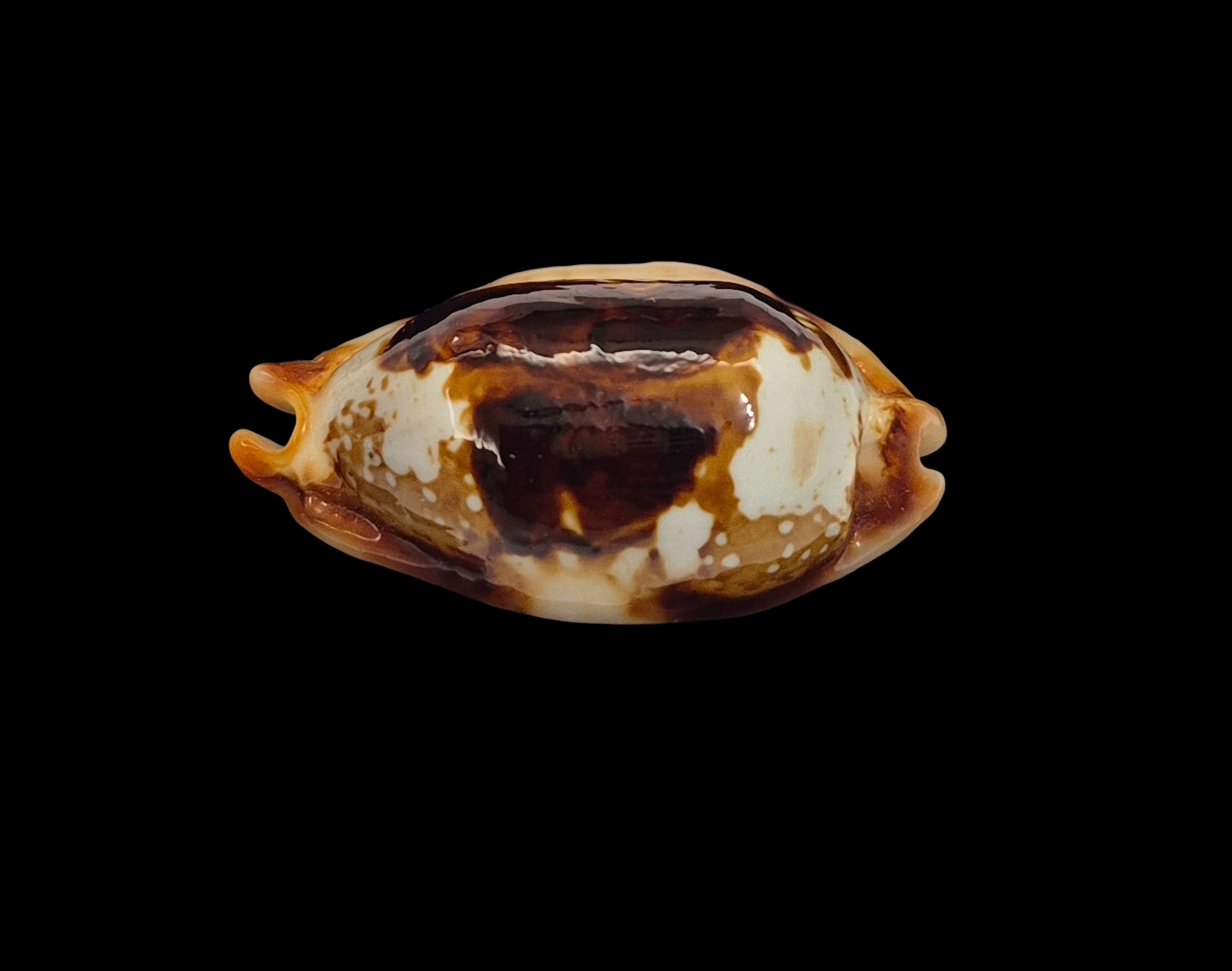 BC542 Bistolida stolida crossei - N.R. - Image 2