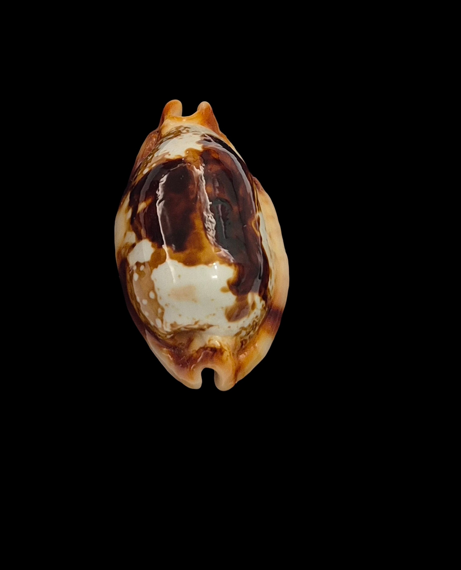 BC542 Bistolida stolida crossei - N.R. - Image 5