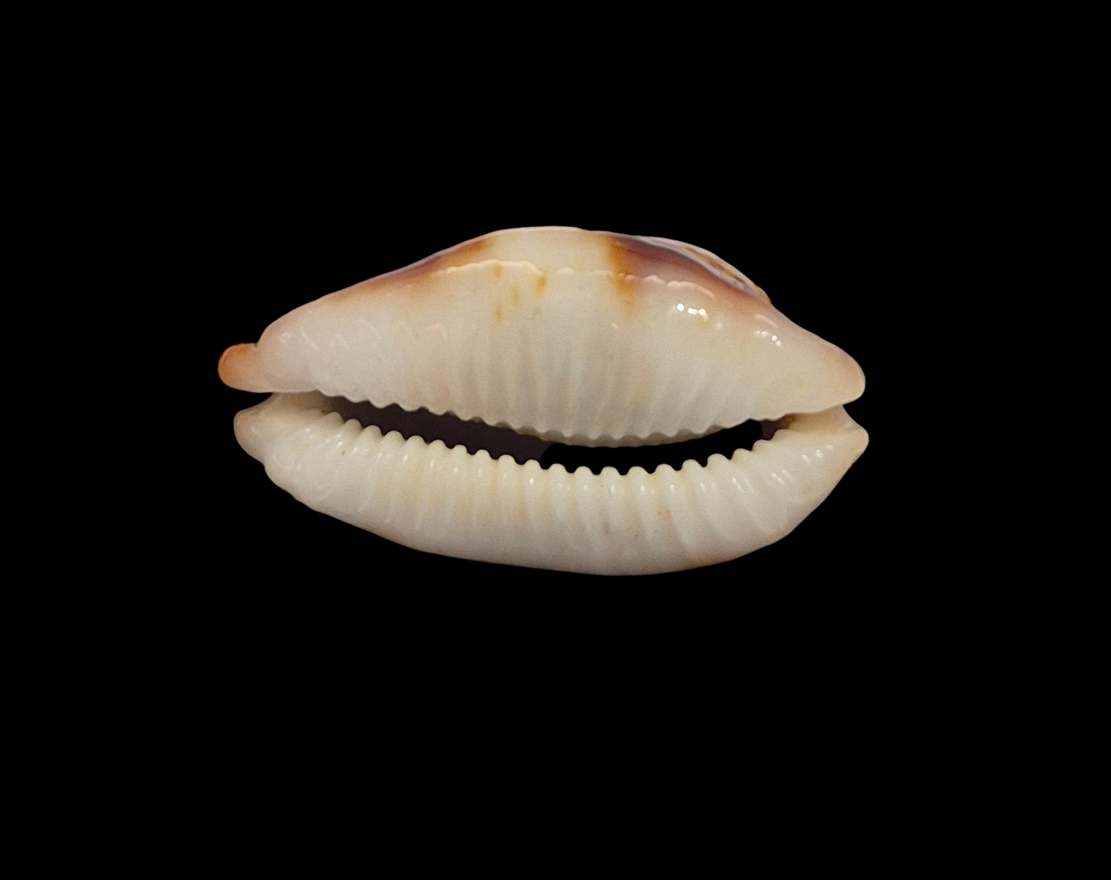 BC542 Bistolida stolida crossei - N.R. - Image 6