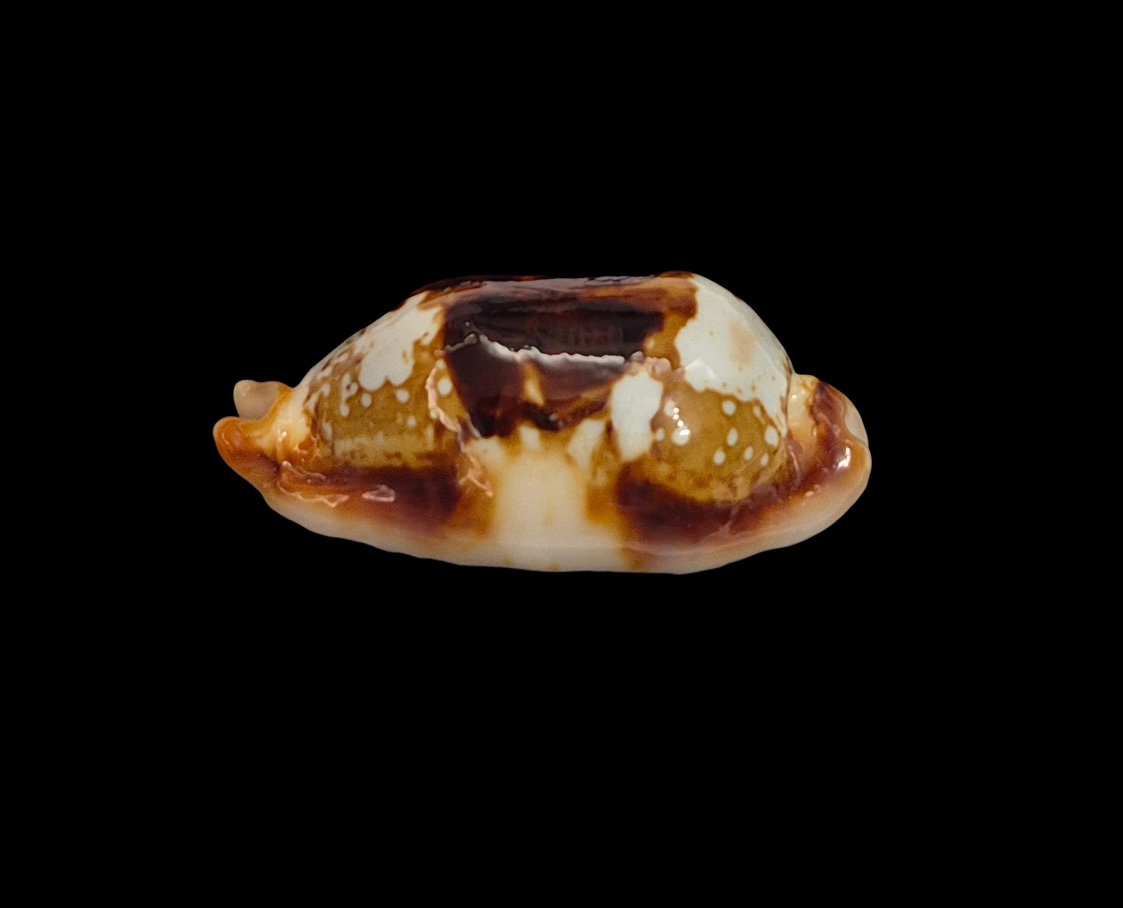 BC542 Bistolida stolida crossei - N.R. - Image 7