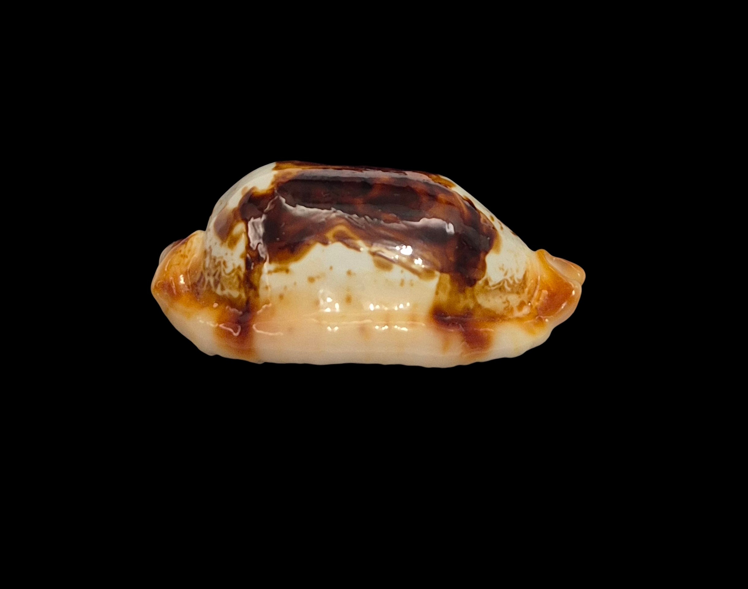 BC542 Bistolida stolida crossei - N.R. - Image 3