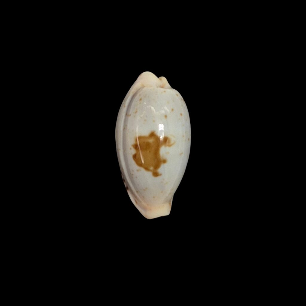 BC543 Palmadusta saulae - BLUE FORM