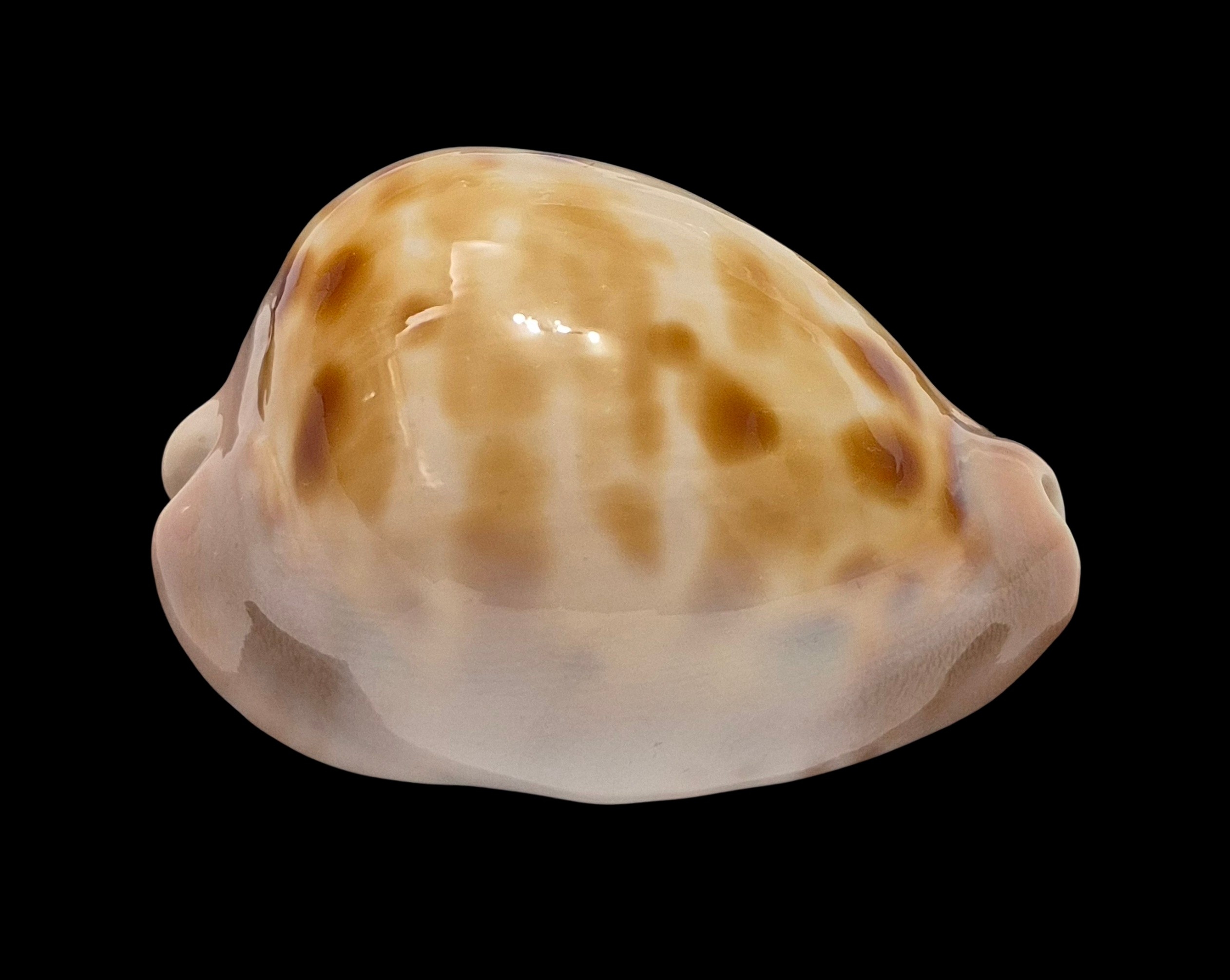 BC546 Zoila venusta roseopunctata - Image 3