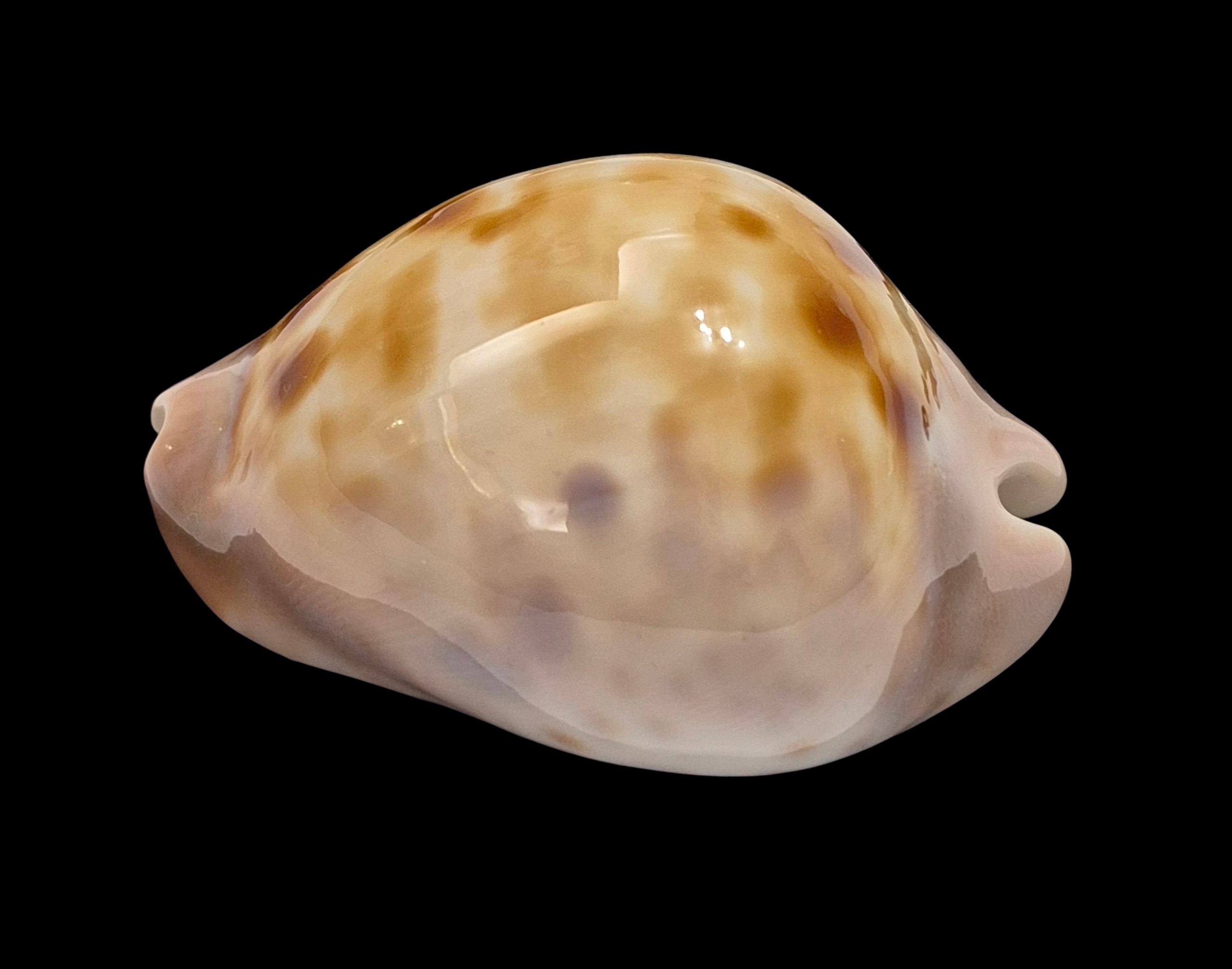 BC546 Zoila venusta roseopunctata - Image 4