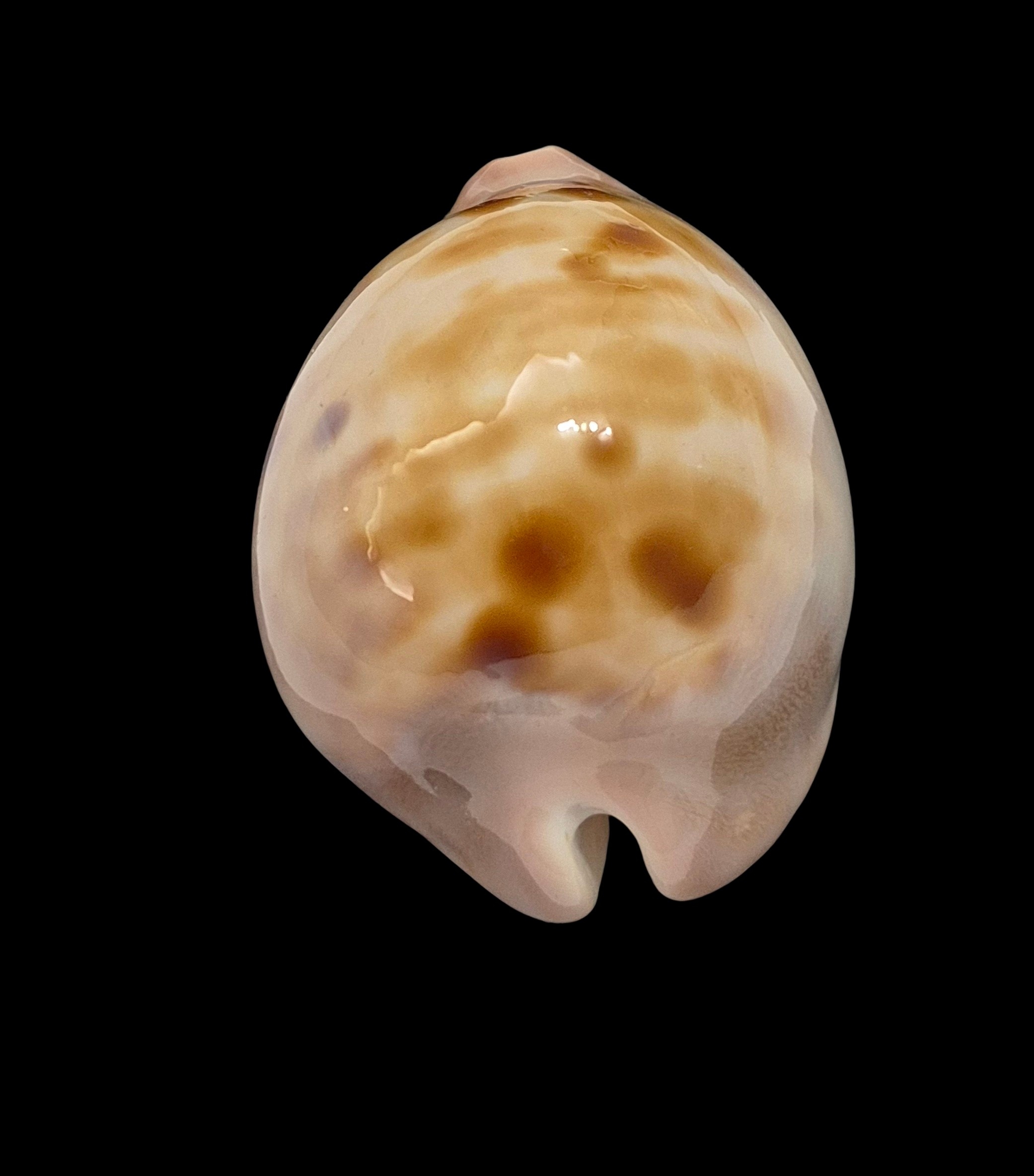 BC546 Zoila venusta roseopunctata - Image 5