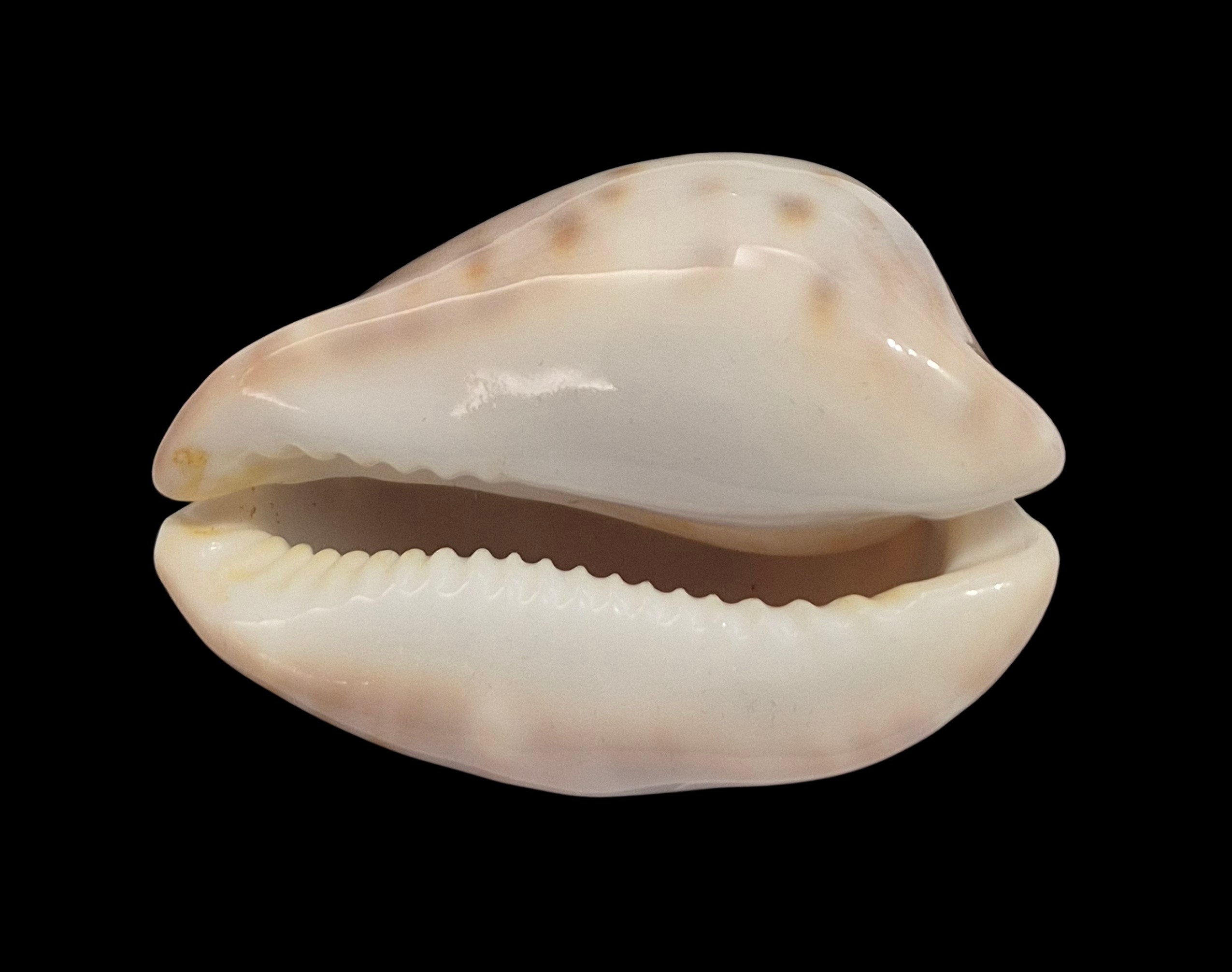 BC546 Zoila venusta roseopunctata - Image 2