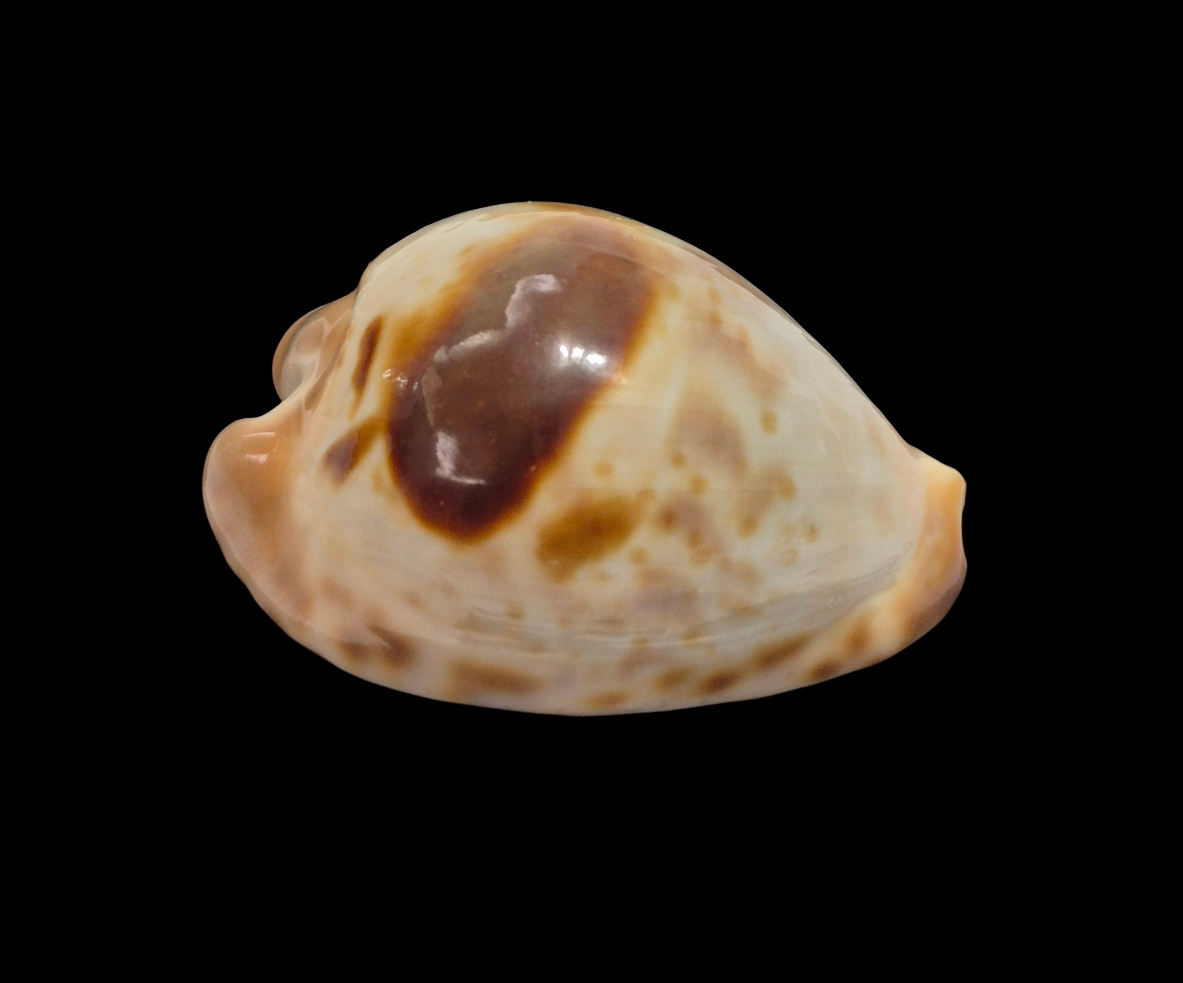 BC547 Barycypraea teulerei - UNIQUE PATTERN - Image 2