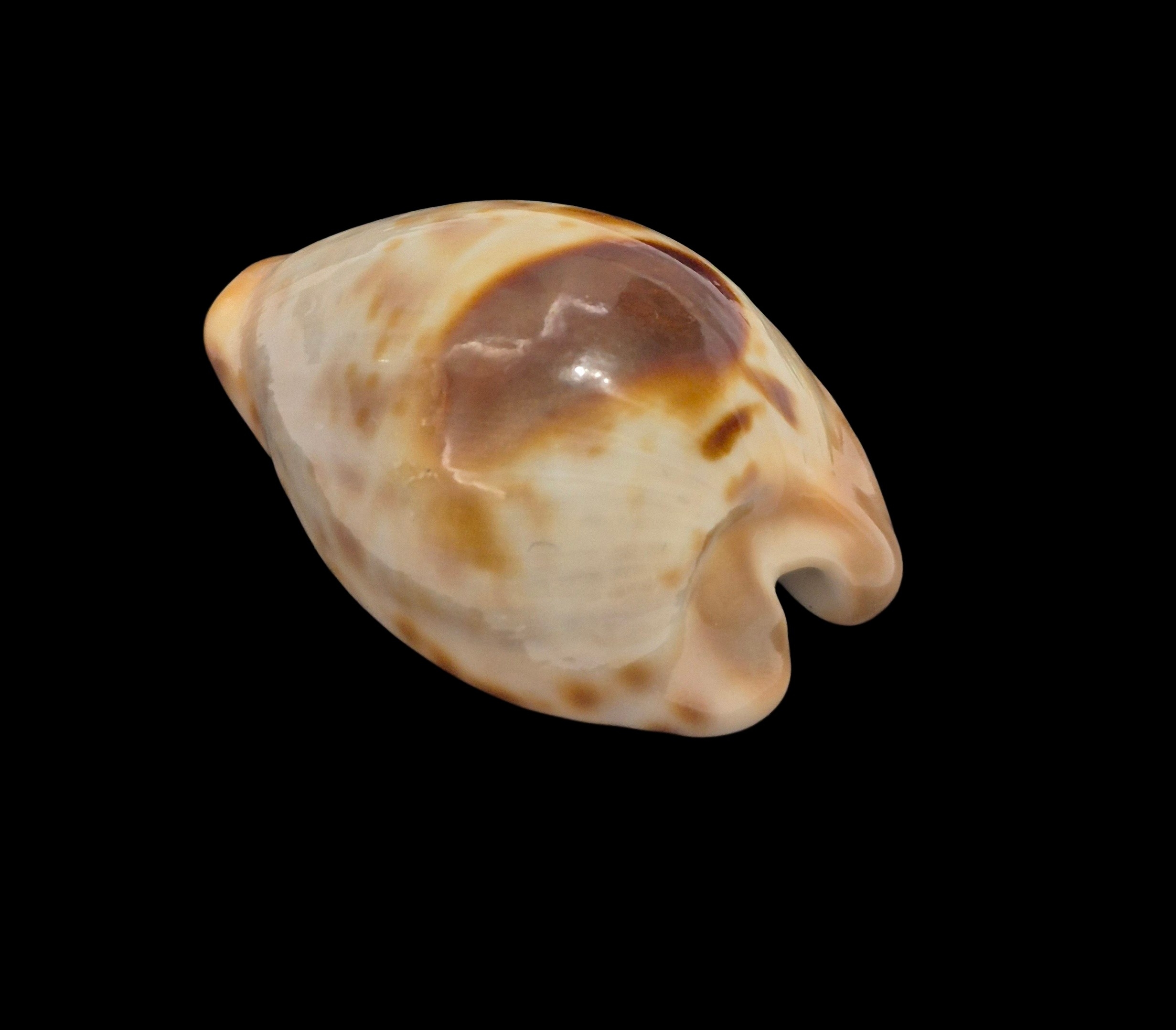 BC547 Barycypraea teulerei - UNIQUE PATTERN - Image 3