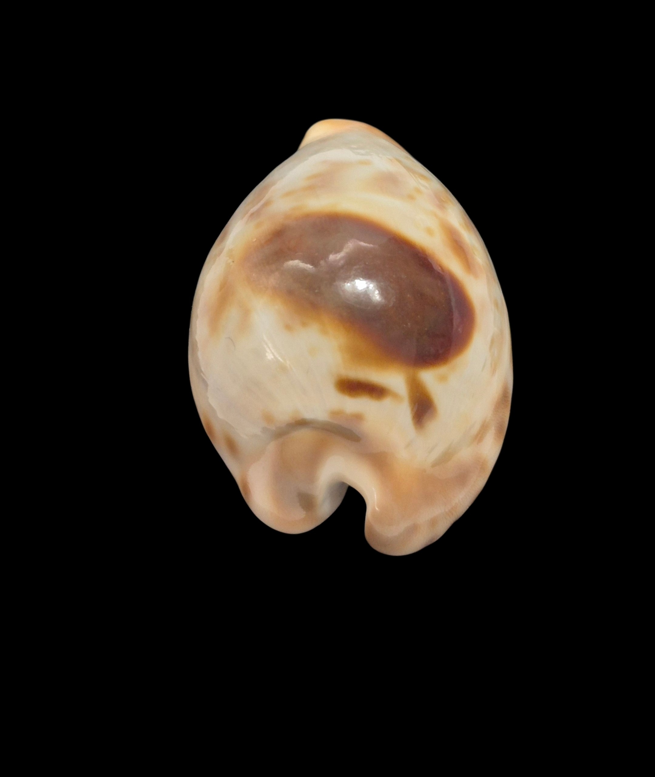 BC547 Barycypraea teulerei - UNIQUE PATTERN - Image 4