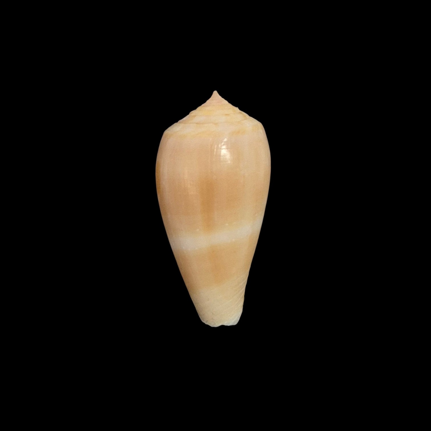 BC548 Conus leobottoni