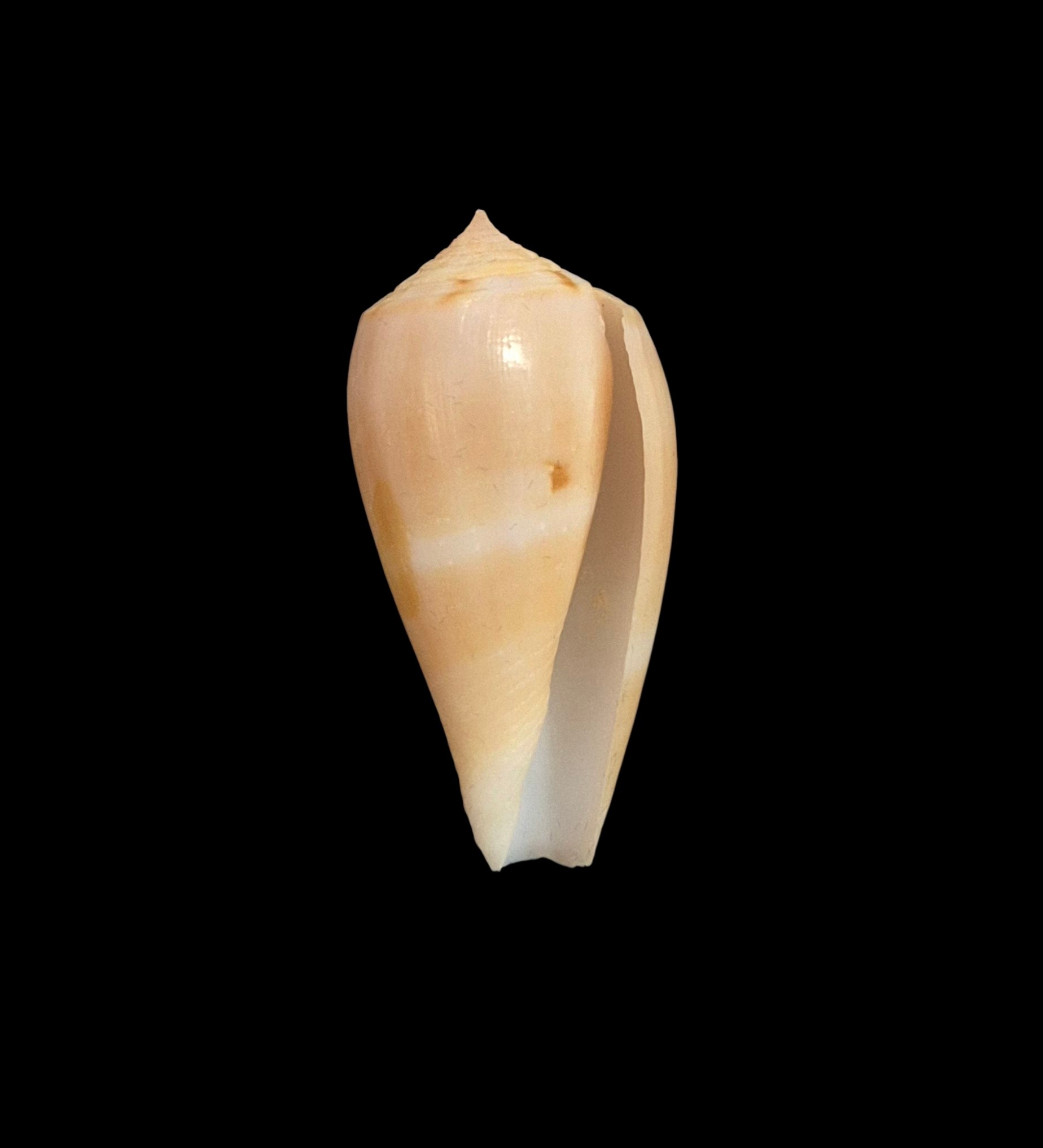 BC548 Conus leobottoni - Image 2