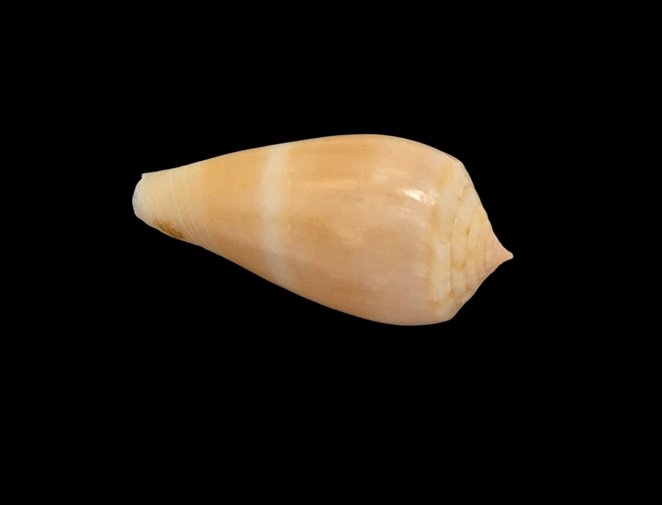 BC548 Conus leobottoni - Image 3