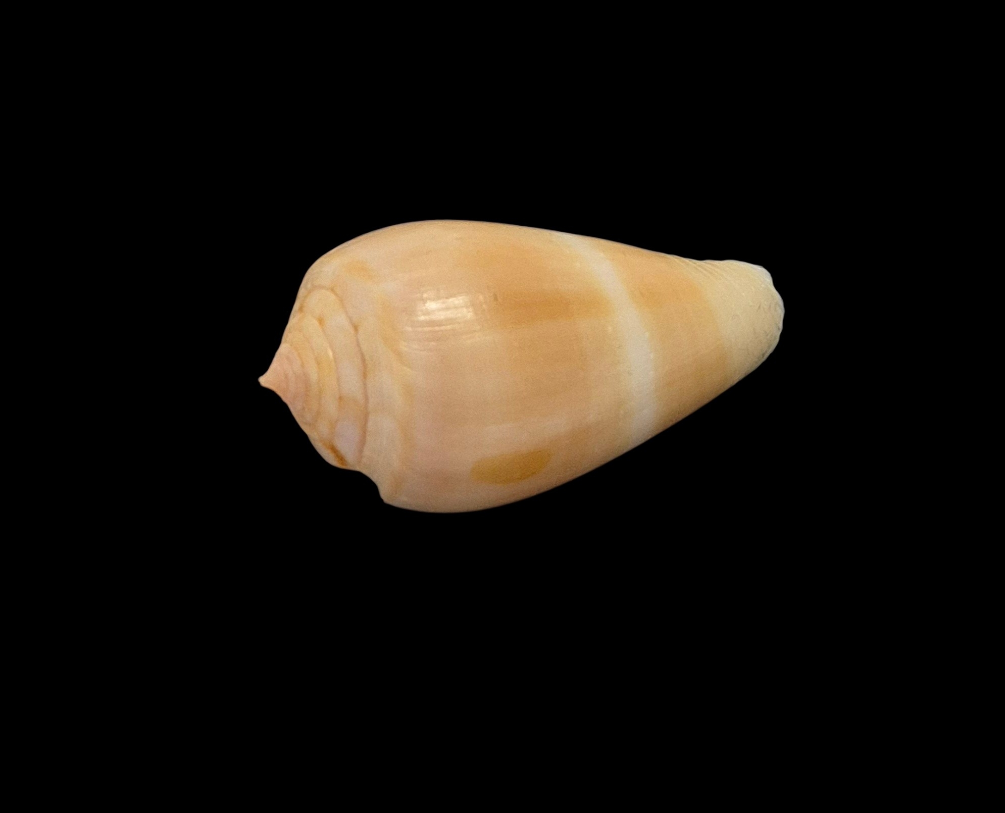 BC548 Conus leobottoni - Image 4