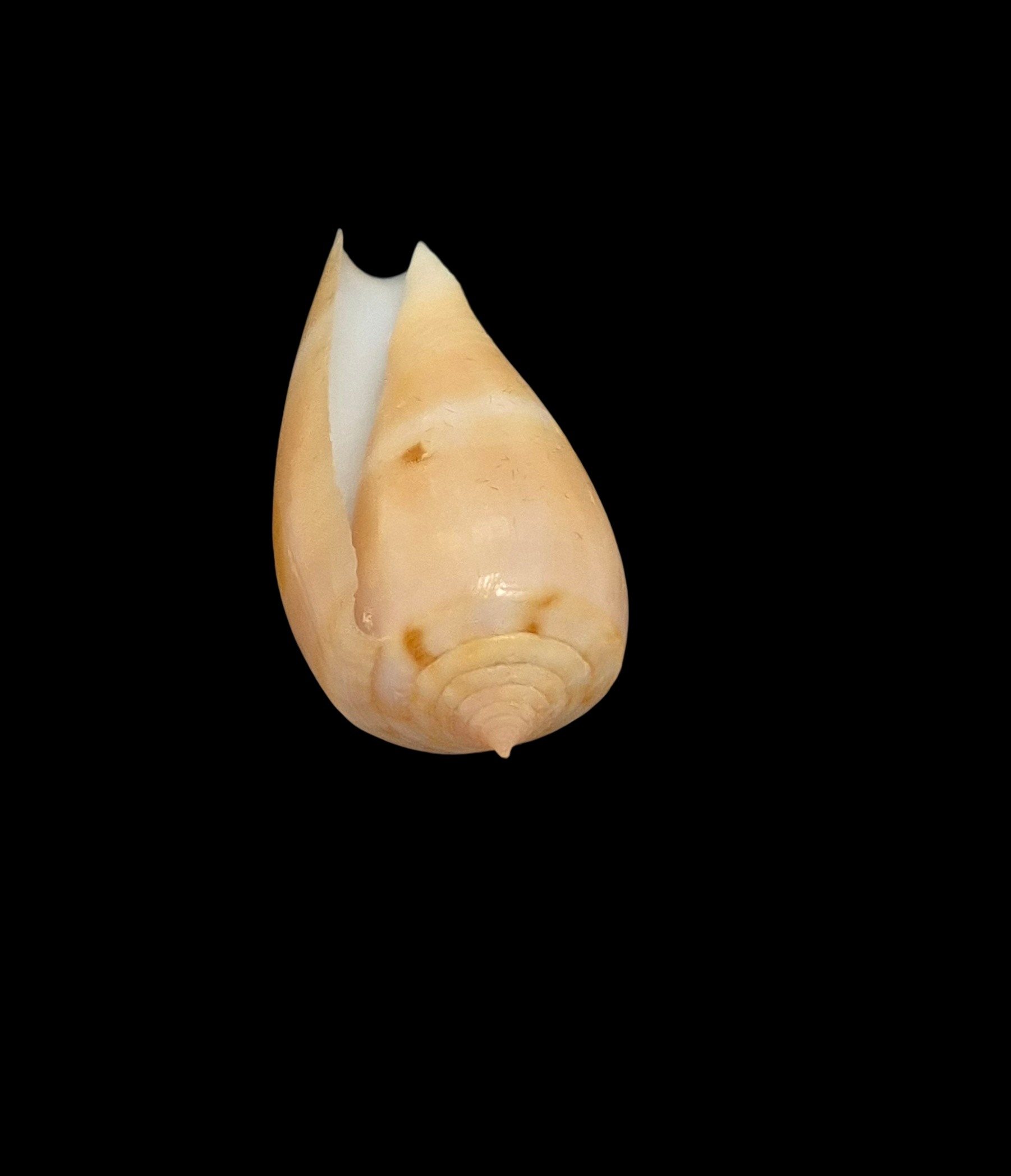BC548 Conus leobottoni - Image 5