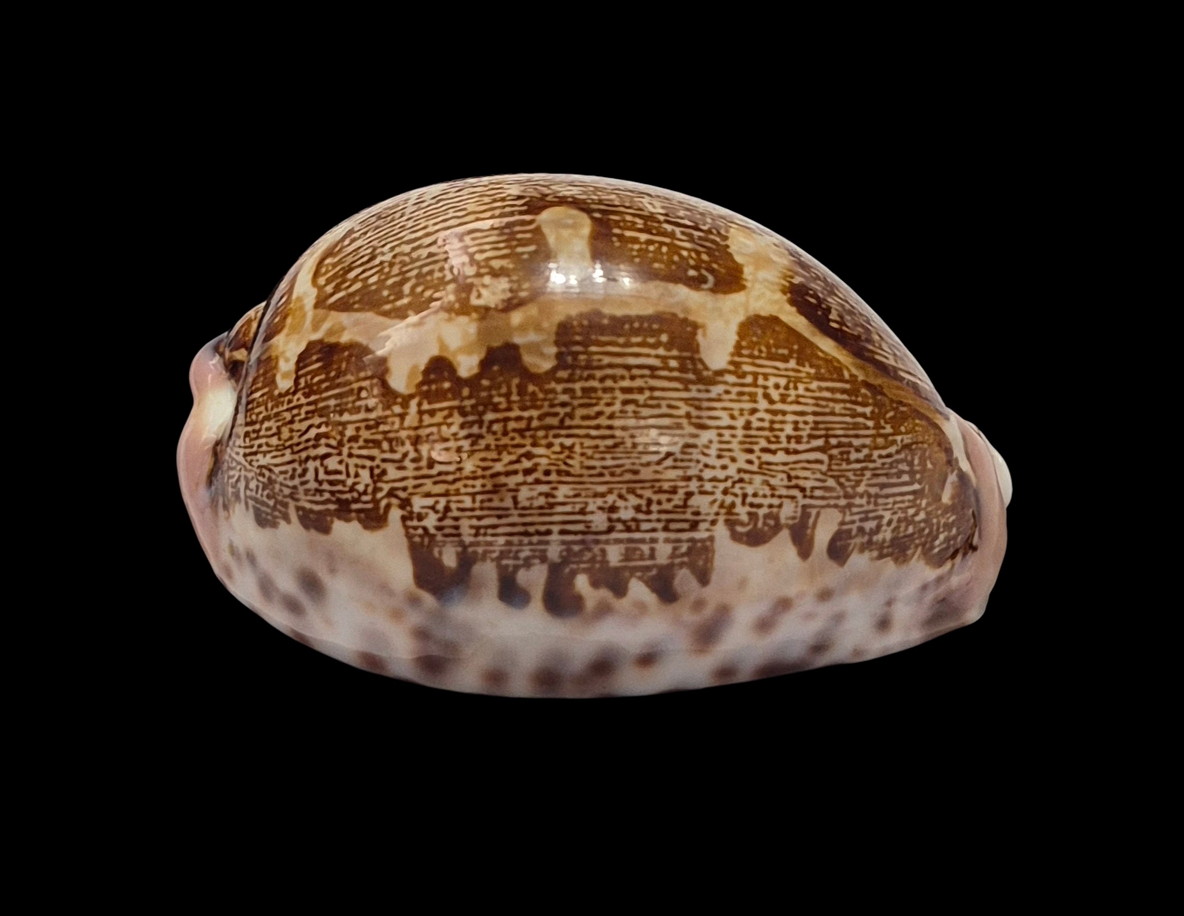 BC550 Leporicypraea mappa rosea - Image 3