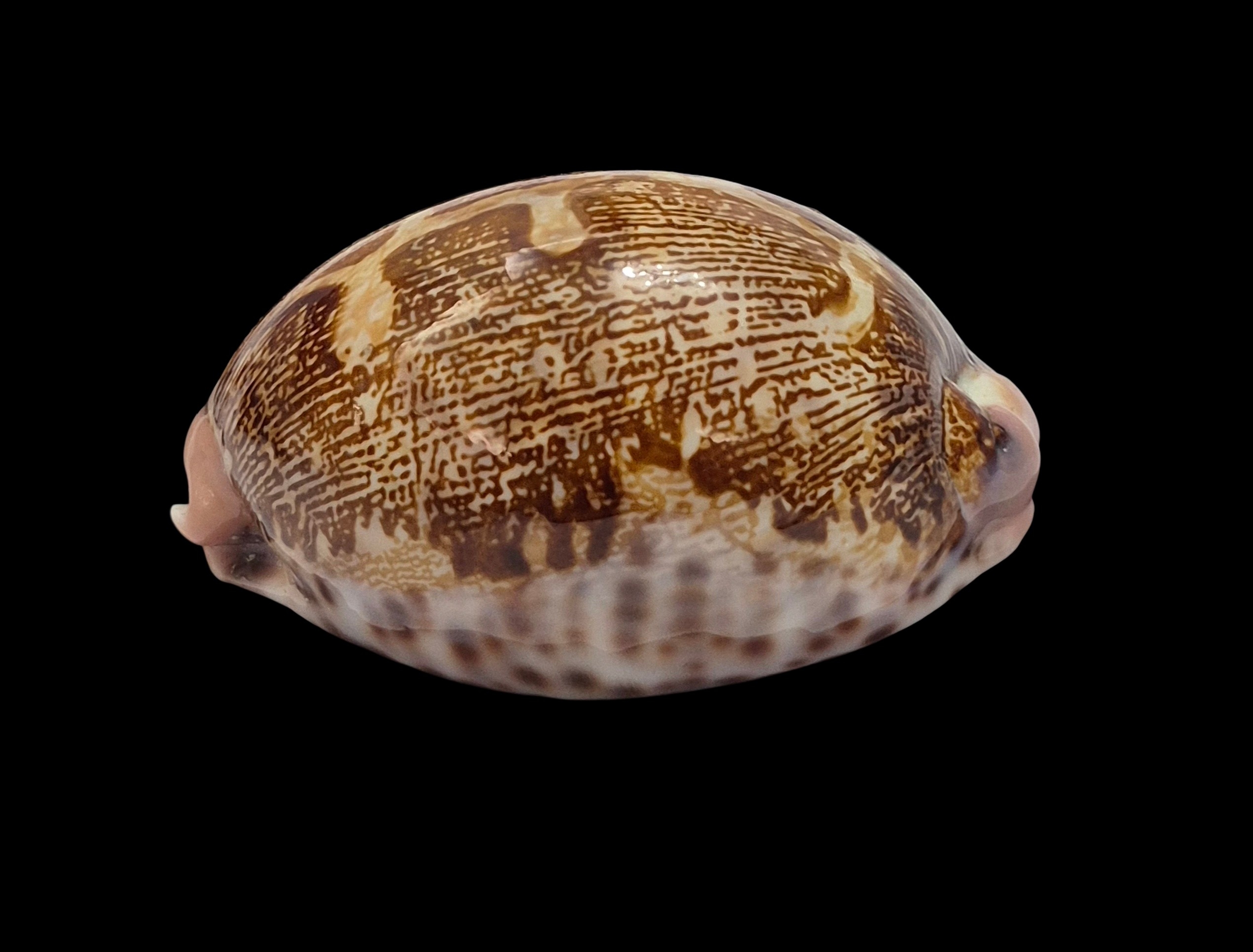 BC550 Leporicypraea mappa rosea - Image 4