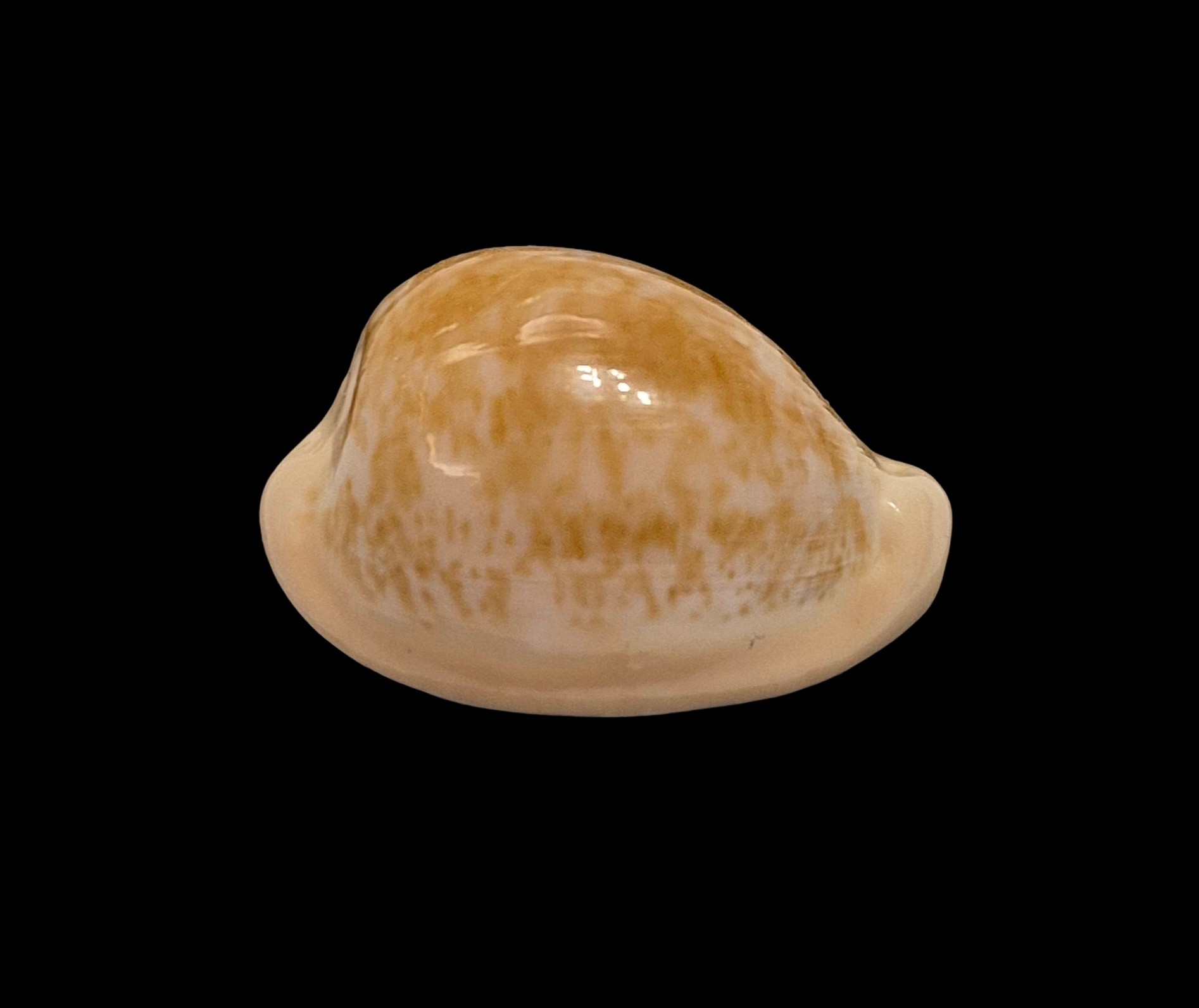 BC551 Cypraeovula fuscorubra - PATTERNFUL - Image 2